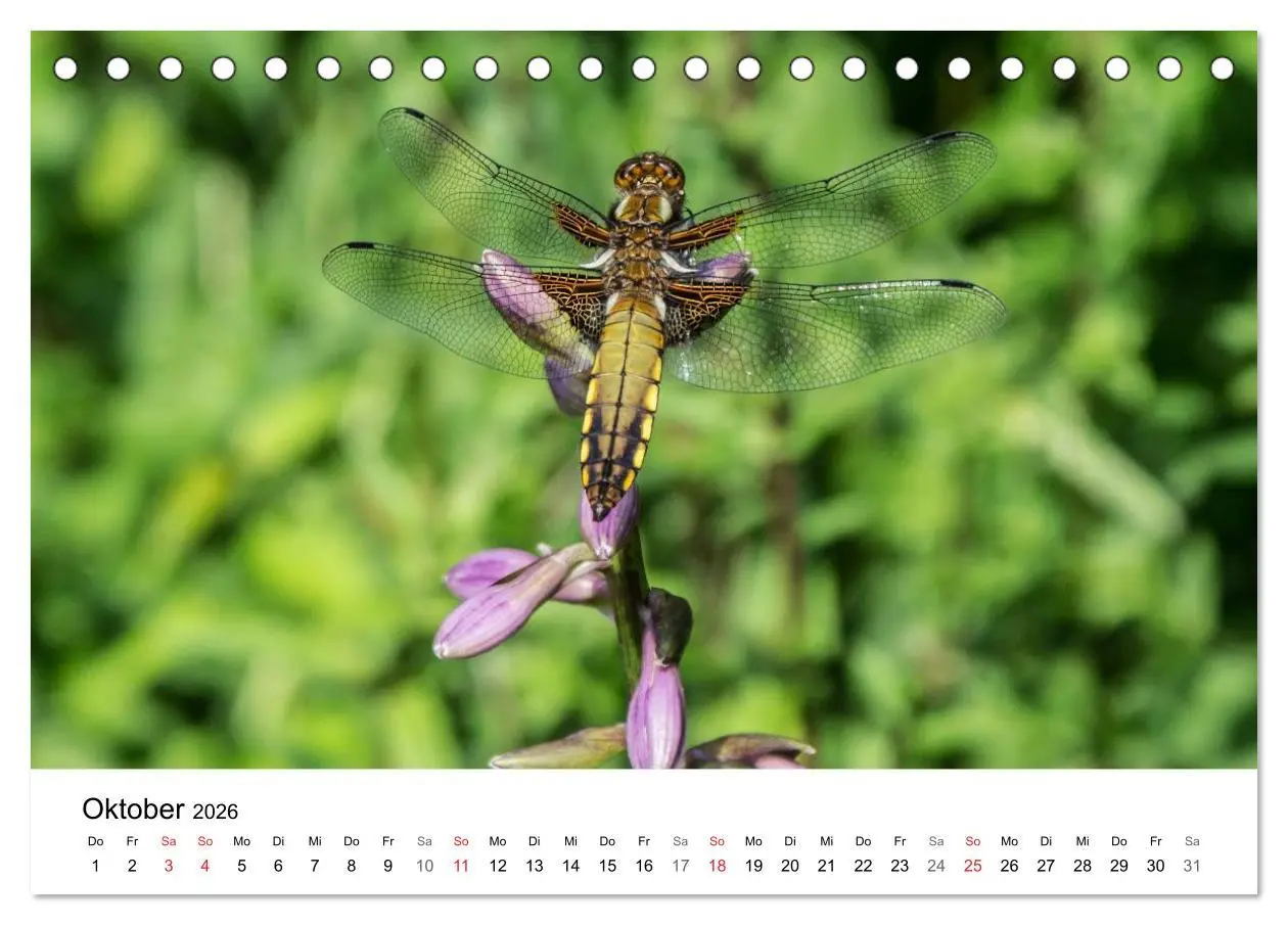 Bild: 9783457946435 | Paradies Naturgarten (Tischkalender 2026 DIN A5 quer), CALVENDO...