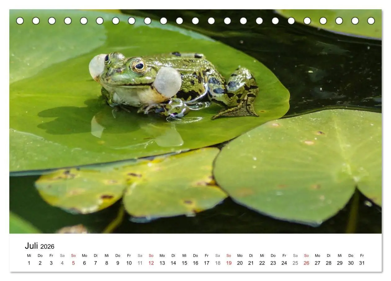 Bild: 9783457946435 | Paradies Naturgarten (Tischkalender 2026 DIN A5 quer), CALVENDO...