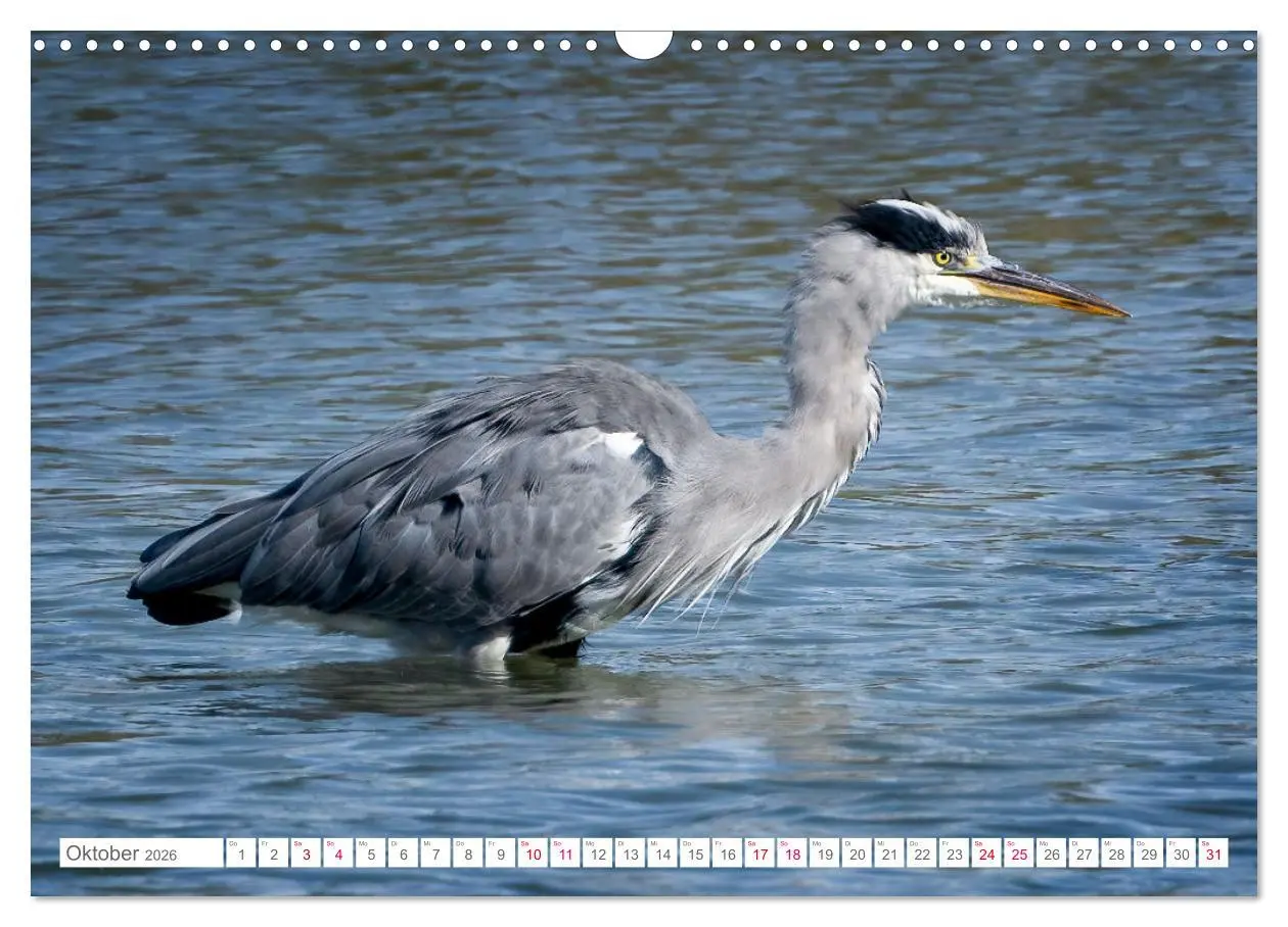 Bild: 9783457546635 | Vogelwelt am Bodensee 2026 (Wandkalender 2026 DIN A3 quer),...