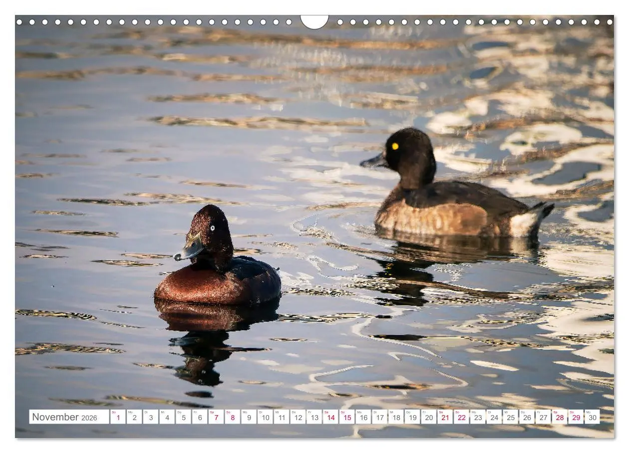 Bild: 9783457546635 | Vogelwelt am Bodensee 2026 (Wandkalender 2026 DIN A3 quer),...