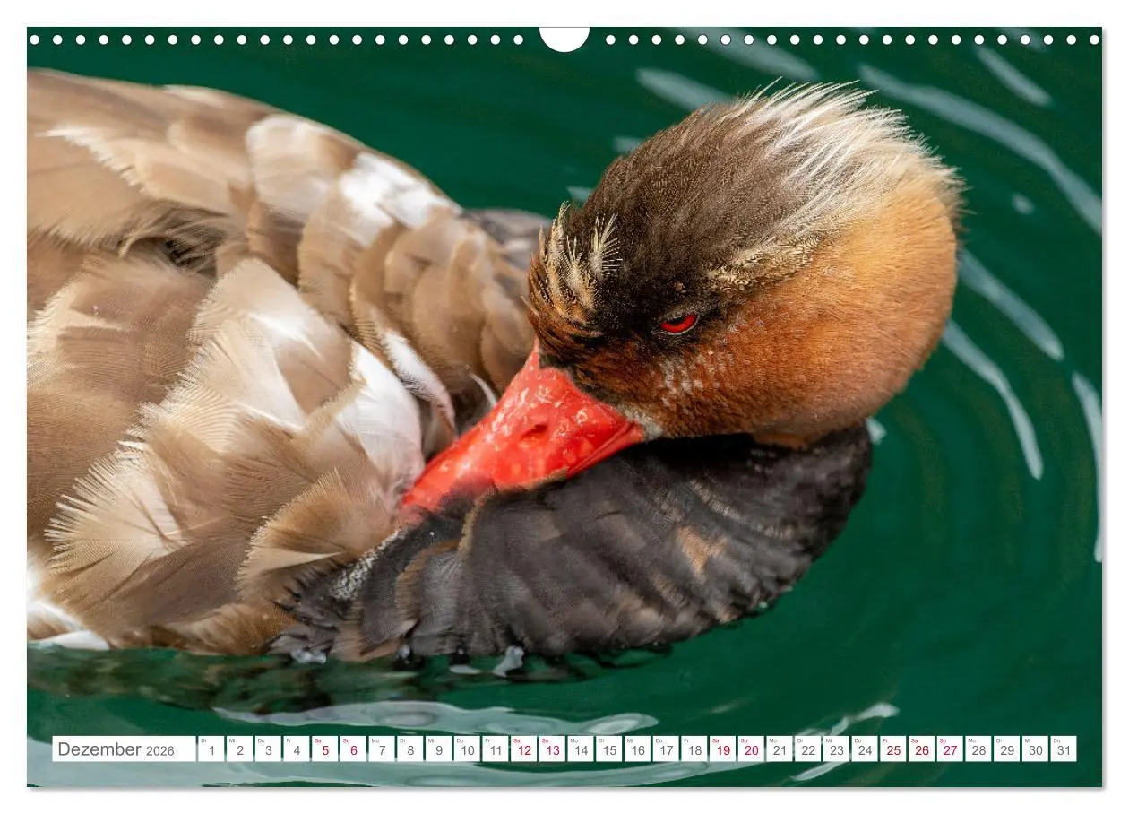 Bild: 9783457546635 | Vogelwelt am Bodensee 2026 (Wandkalender 2026 DIN A3 quer),...