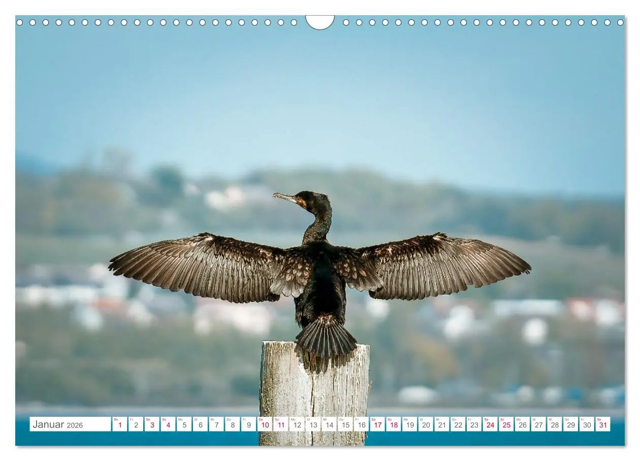 Bild: 9783457546635 | Vogelwelt am Bodensee 2026 (Wandkalender 2026 DIN A3 quer),...