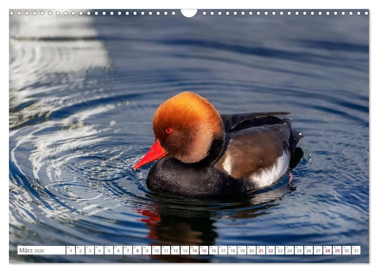 Bild: 9783457546635 | Vogelwelt am Bodensee 2026 (Wandkalender 2026 DIN A3 quer),...