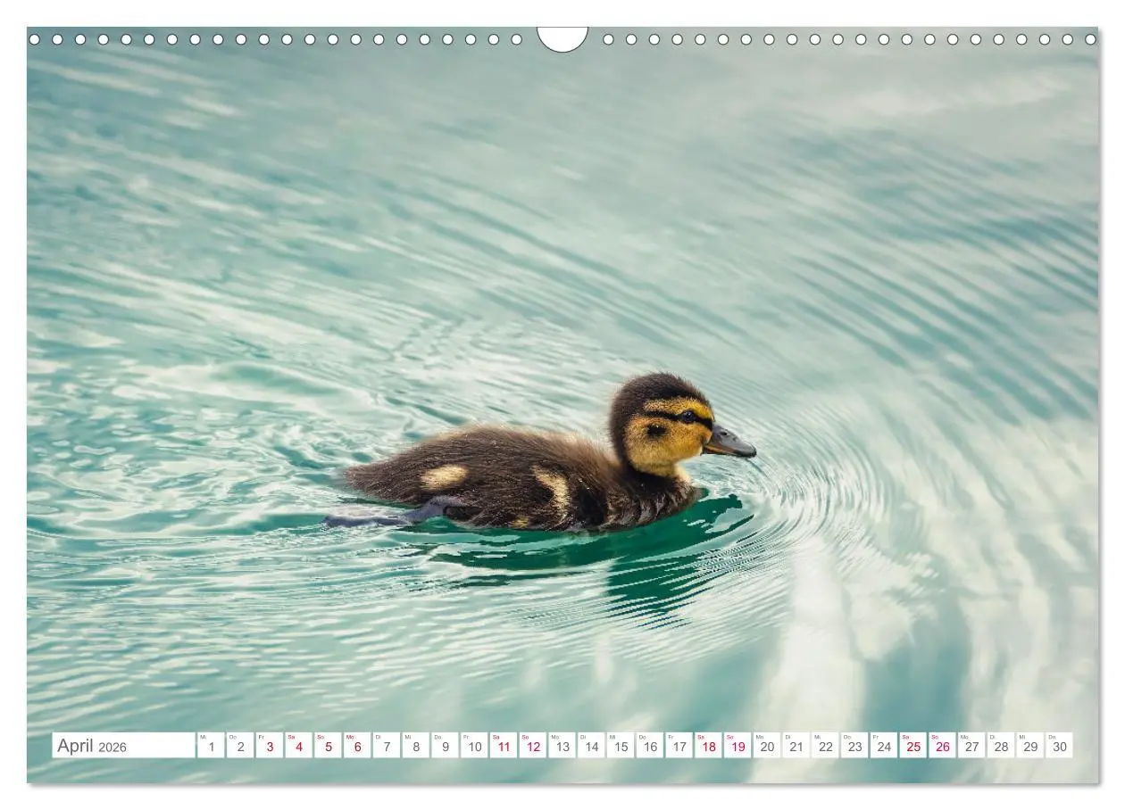Bild: 9783457546635 | Vogelwelt am Bodensee 2026 (Wandkalender 2026 DIN A3 quer),...
