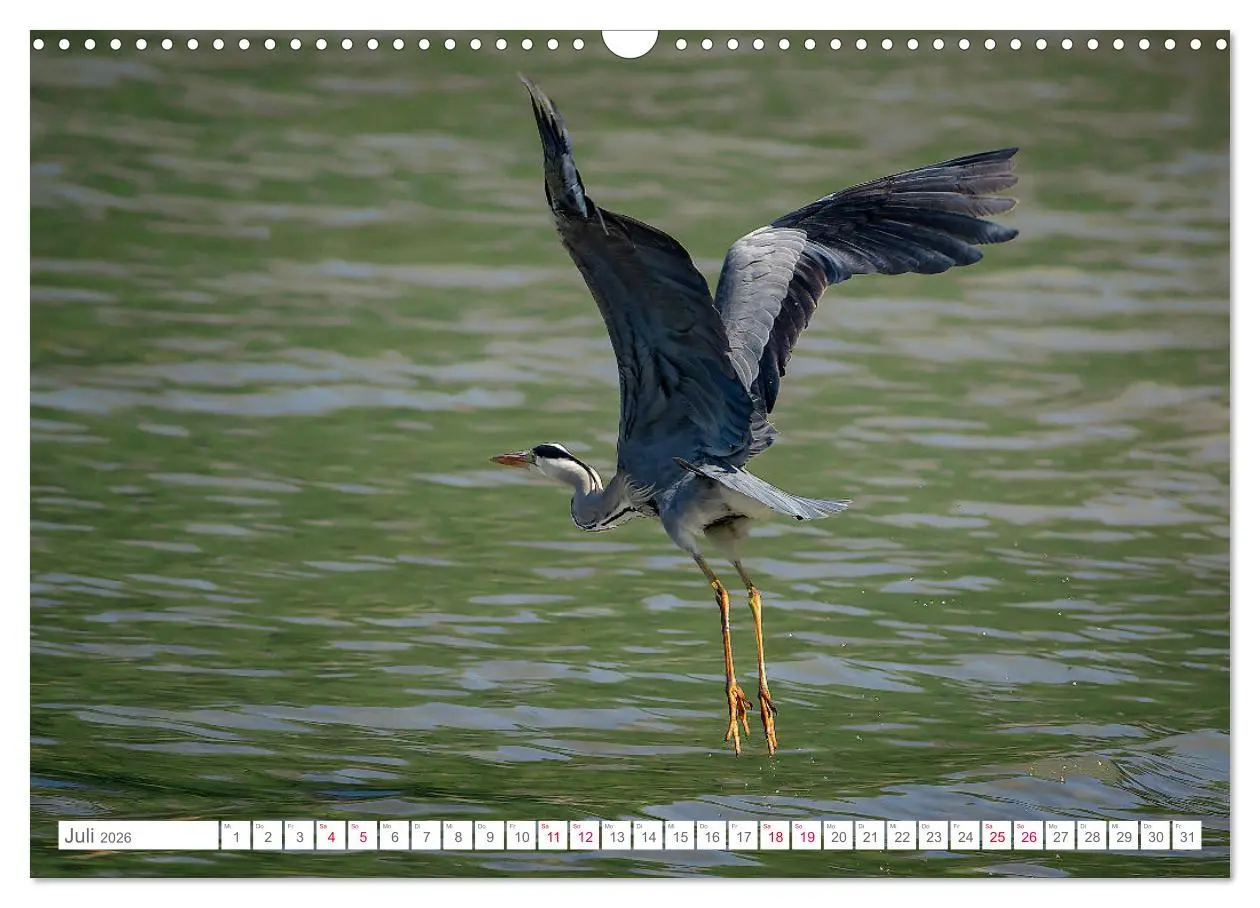 Bild: 9783457546635 | Vogelwelt am Bodensee 2026 (Wandkalender 2026 DIN A3 quer),...