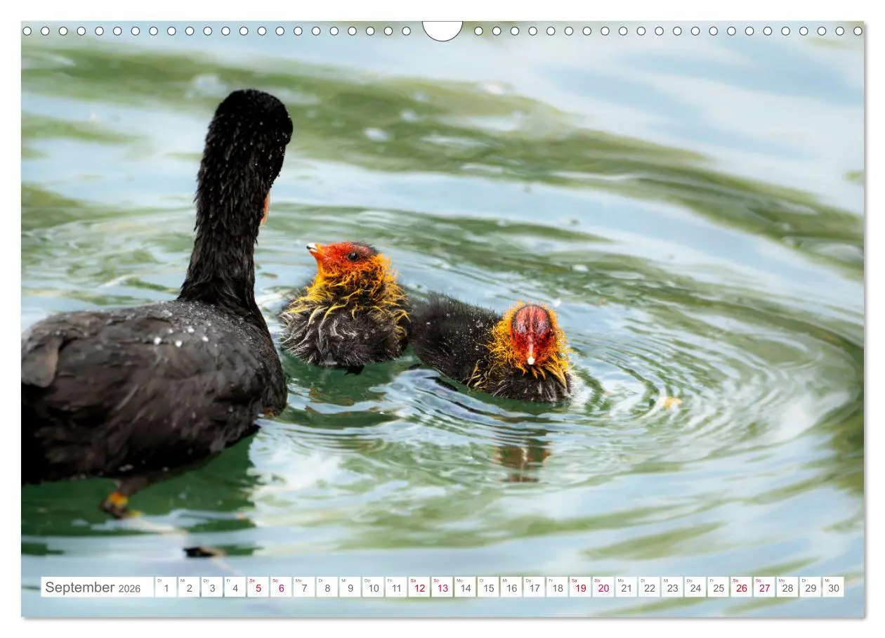 Bild: 9783457546635 | Vogelwelt am Bodensee 2026 (Wandkalender 2026 DIN A3 quer),...