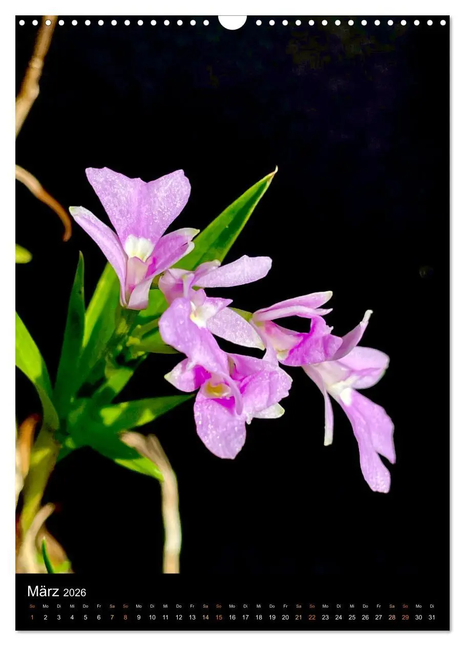 Bild: 9783516326635 | Orchideen - Exoten im Wohnzimmer (Wandkalender 2026 DIN A3 hoch),...