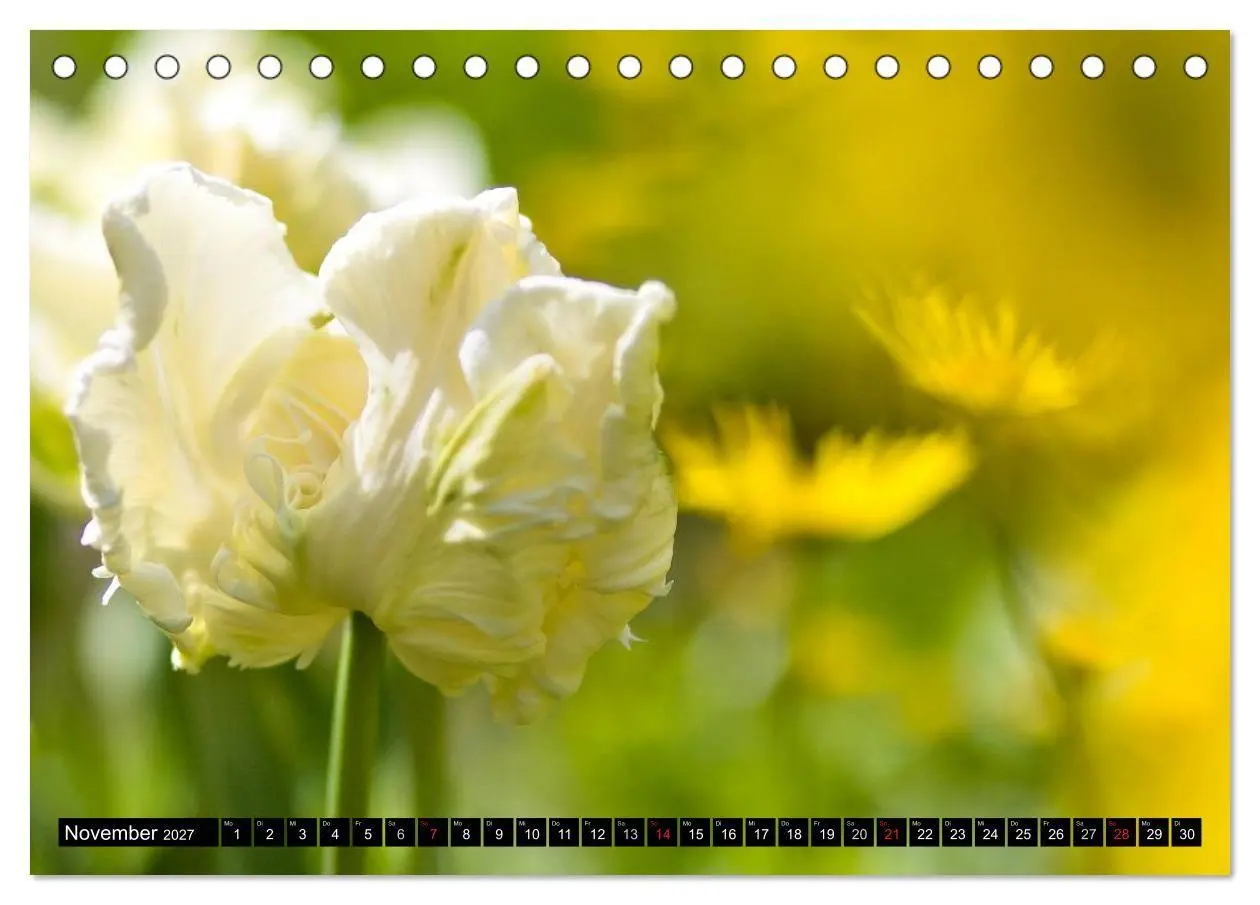 Bild: 9783594096635 | BLUMEN Zauber der Farben und Formen (Tischkalender 2027 DIN A5...