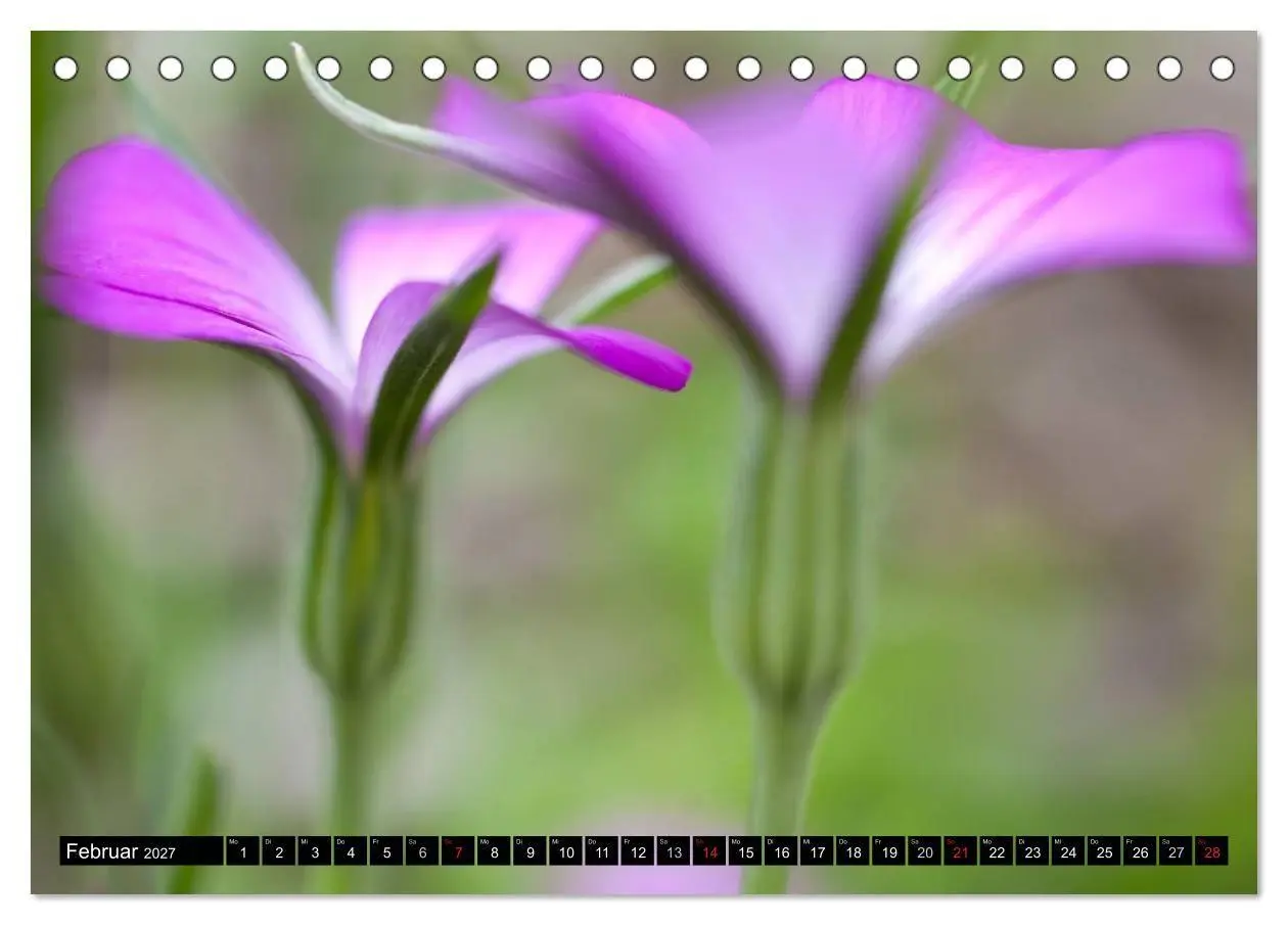Bild: 9783594096635 | BLUMEN Zauber der Farben und Formen (Tischkalender 2027 DIN A5...