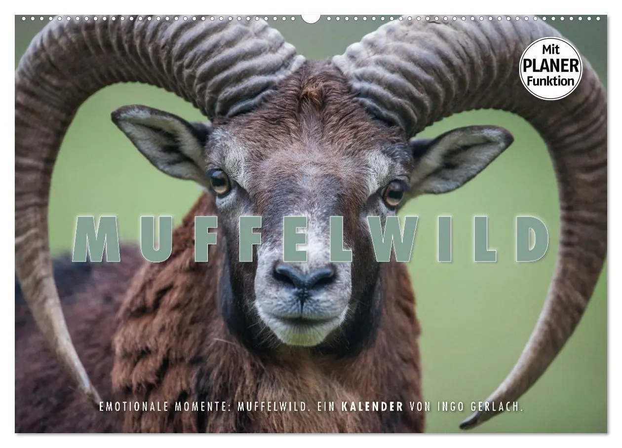 Cover: 9783516006735 | Emotionale Momente: Muffelwild. (Wandkalender 2026 DIN A2 quer),...