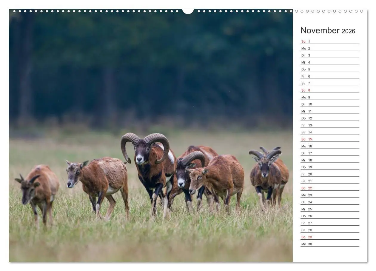 Bild: 9783516006735 | Emotionale Momente: Muffelwild. (Wandkalender 2026 DIN A2 quer),...