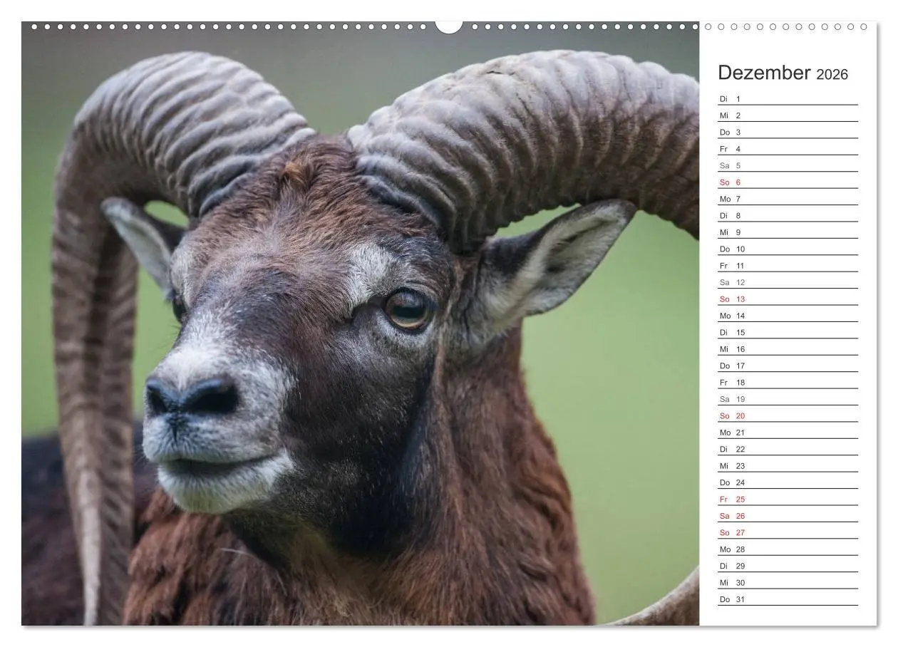 Bild: 9783516006735 | Emotionale Momente: Muffelwild. (Wandkalender 2026 DIN A2 quer),...