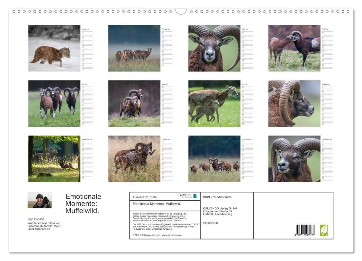 Bild: 9783516006735 | Emotionale Momente: Muffelwild. (Wandkalender 2026 DIN A2 quer),...