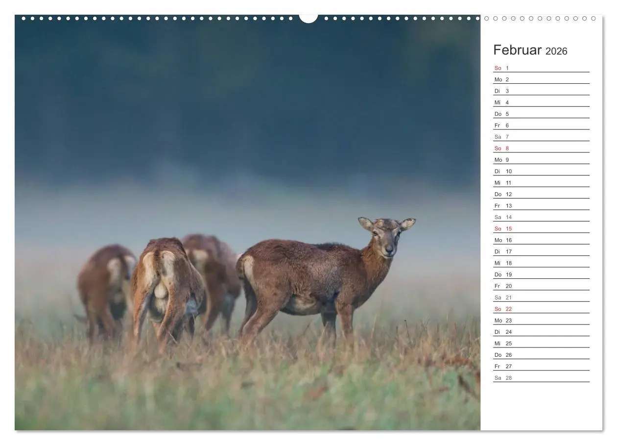 Bild: 9783516006735 | Emotionale Momente: Muffelwild. (Wandkalender 2026 DIN A2 quer),...