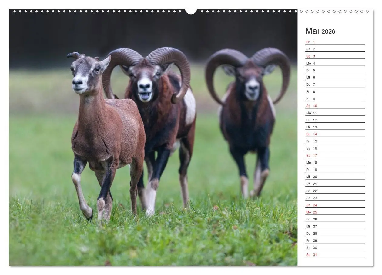 Bild: 9783516006735 | Emotionale Momente: Muffelwild. (Wandkalender 2026 DIN A2 quer),...