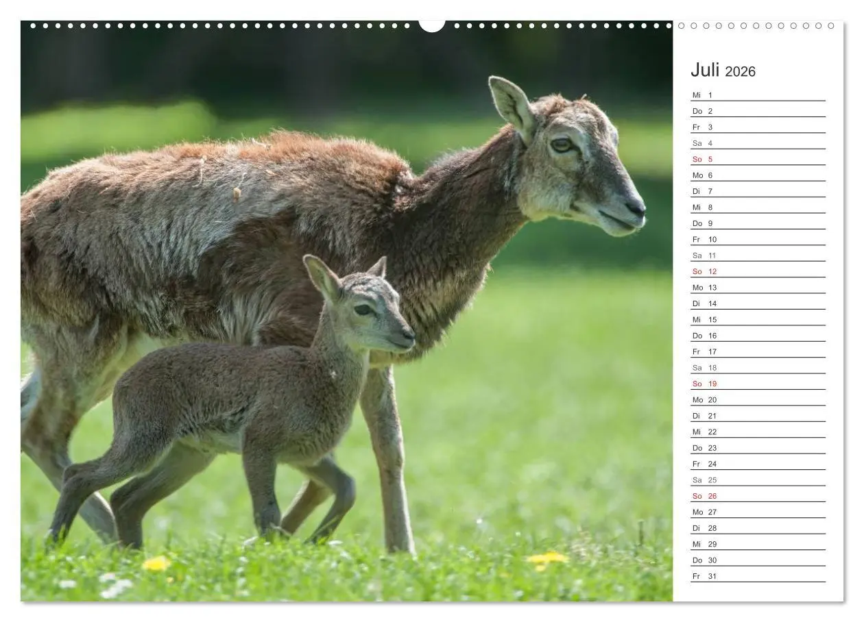 Bild: 9783516006735 | Emotionale Momente: Muffelwild. (Wandkalender 2026 DIN A2 quer),...