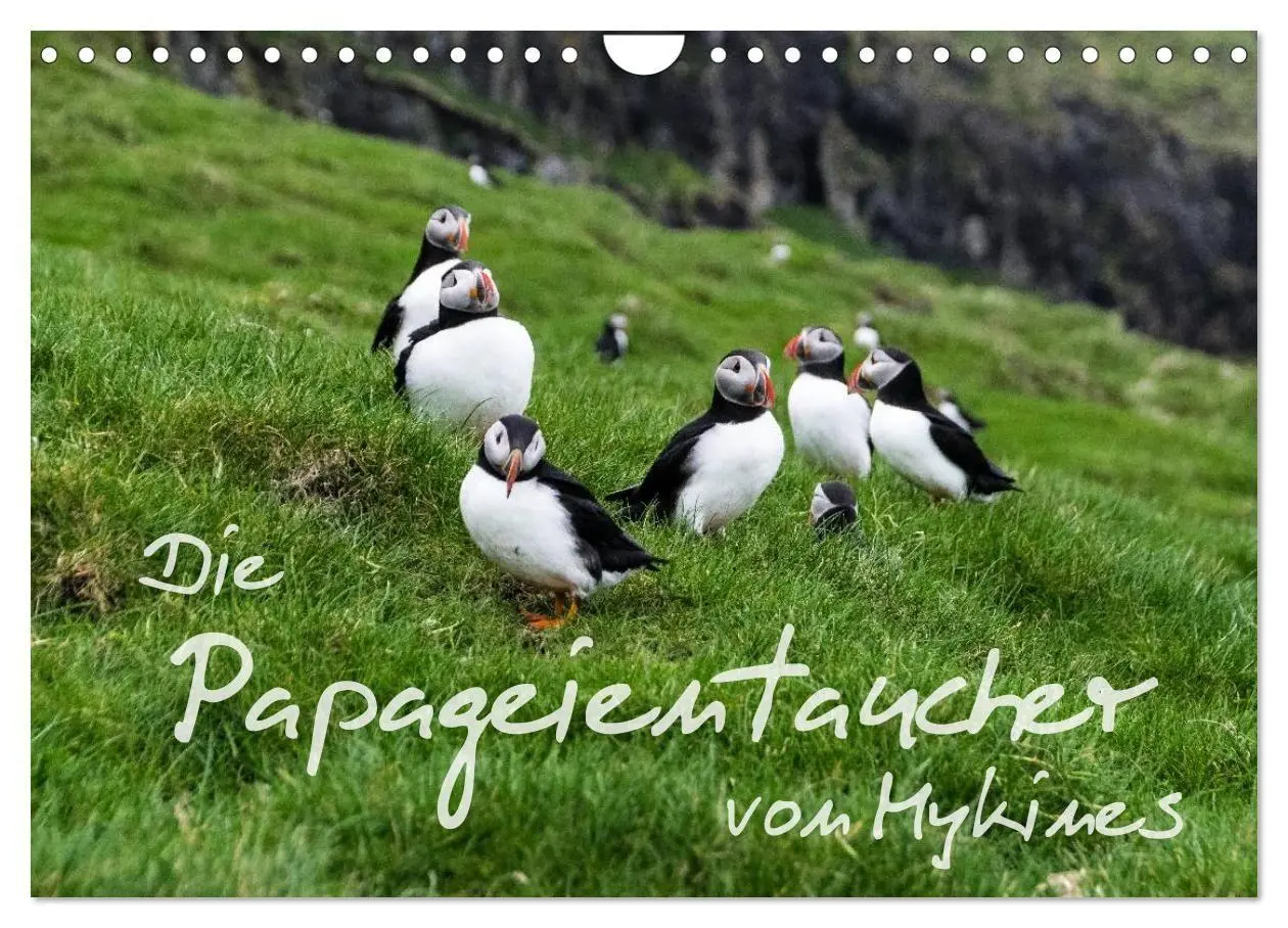 Cover: 9783569956735 | Die Papageientaucher von Mykines (Wandkalender 2027 DIN A4 quer),...