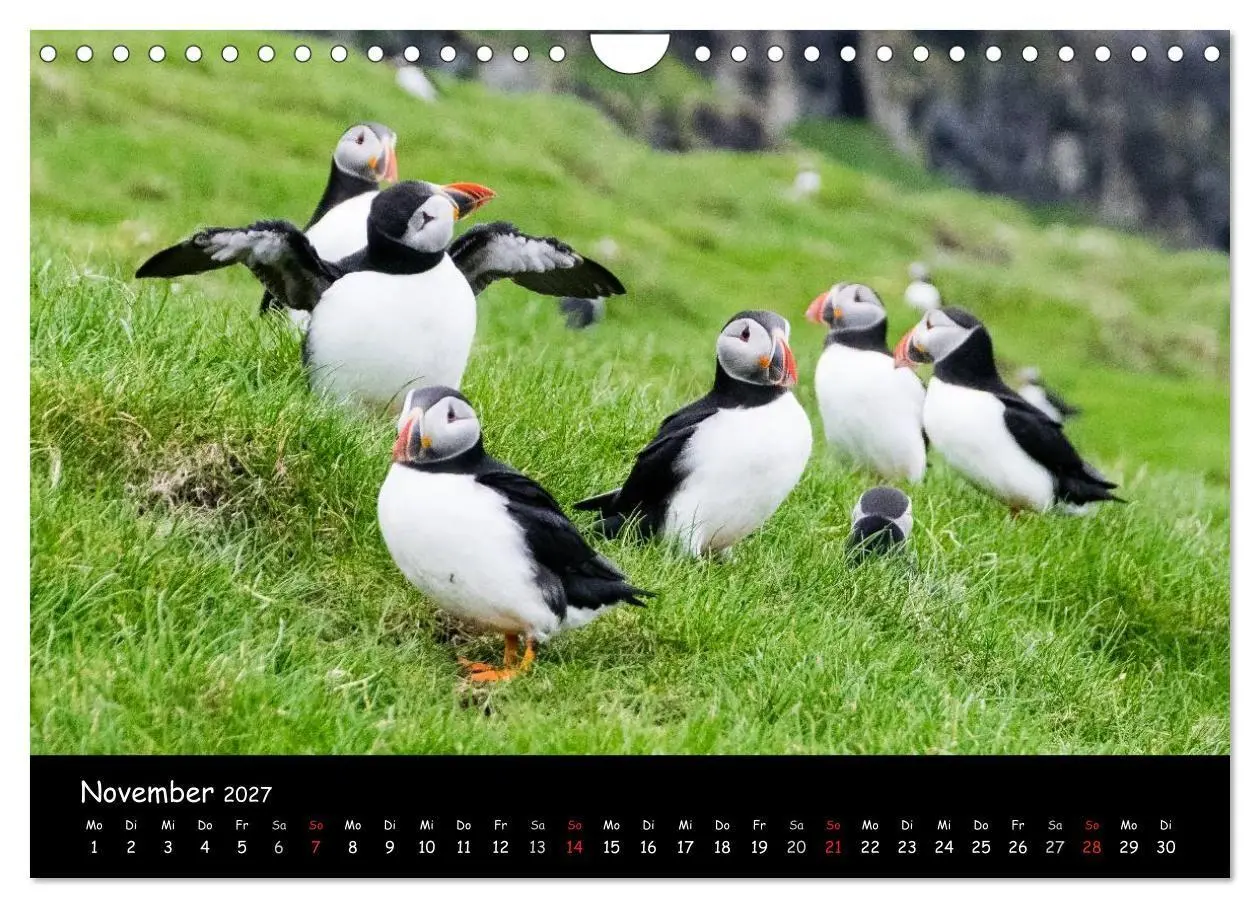 Bild: 9783569956735 | Die Papageientaucher von Mykines (Wandkalender 2027 DIN A4 quer),...