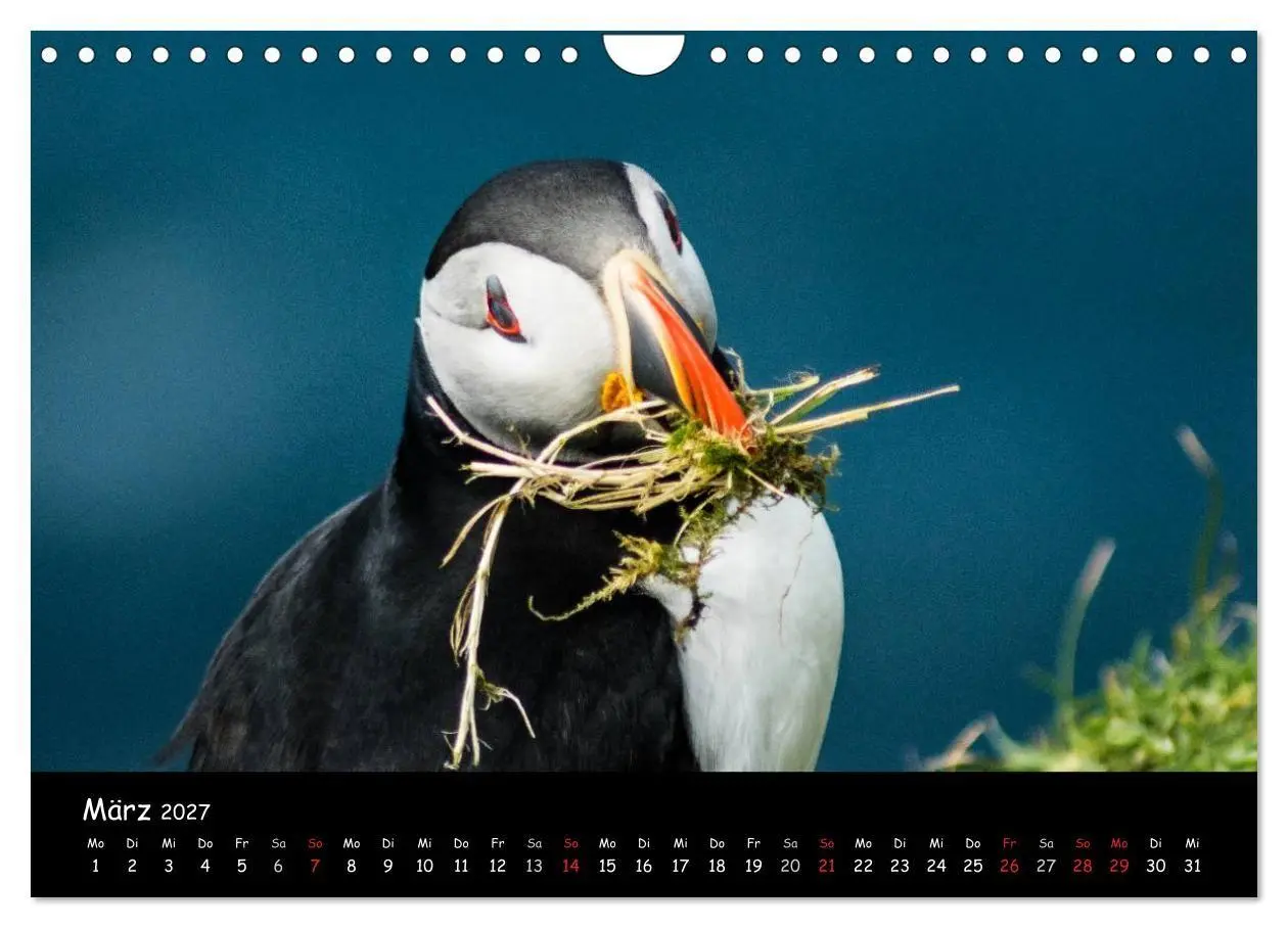 Bild: 9783569956735 | Die Papageientaucher von Mykines (Wandkalender 2027 DIN A4 quer),...