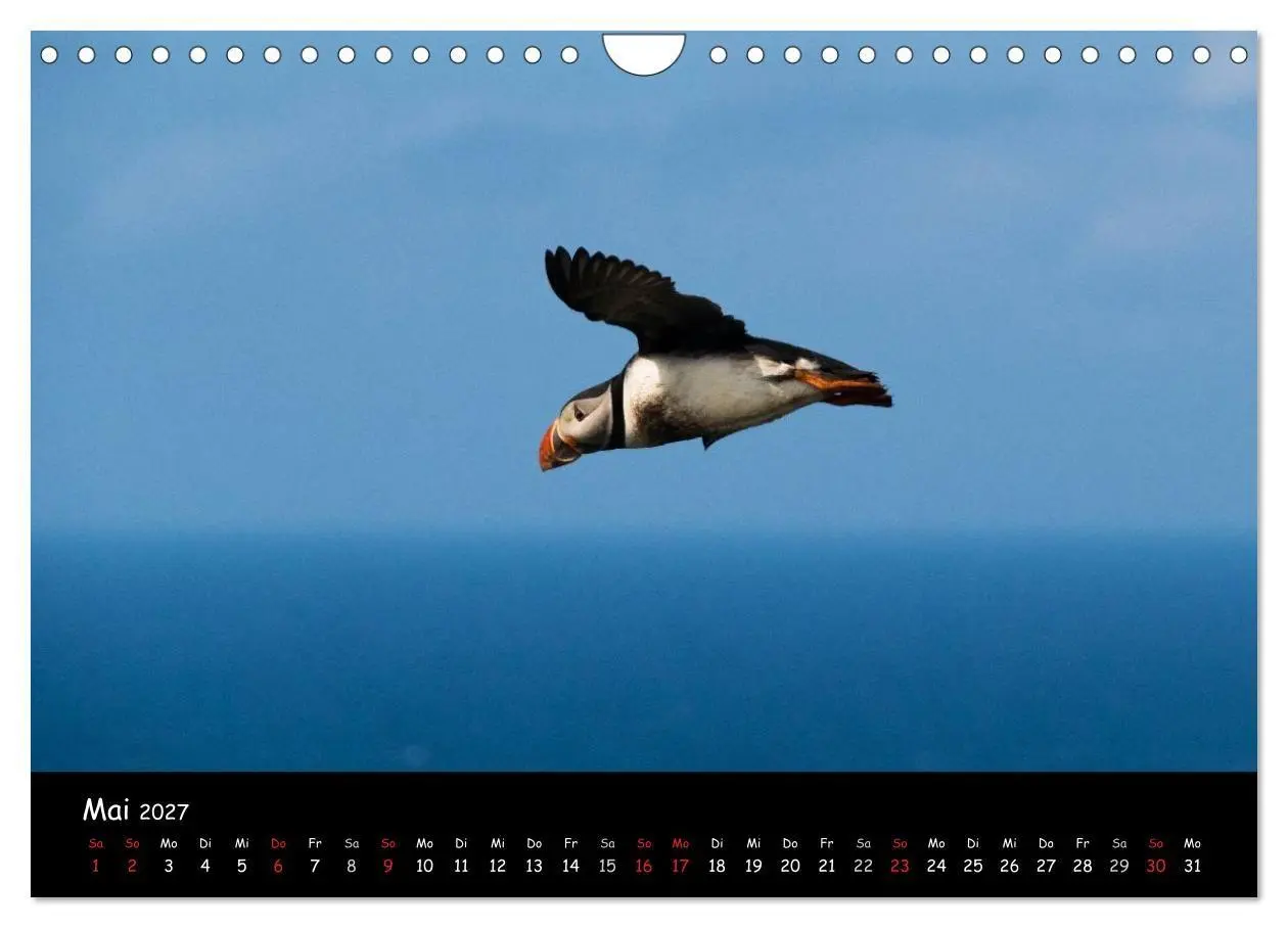 Bild: 9783569956735 | Die Papageientaucher von Mykines (Wandkalender 2027 DIN A4 quer),...