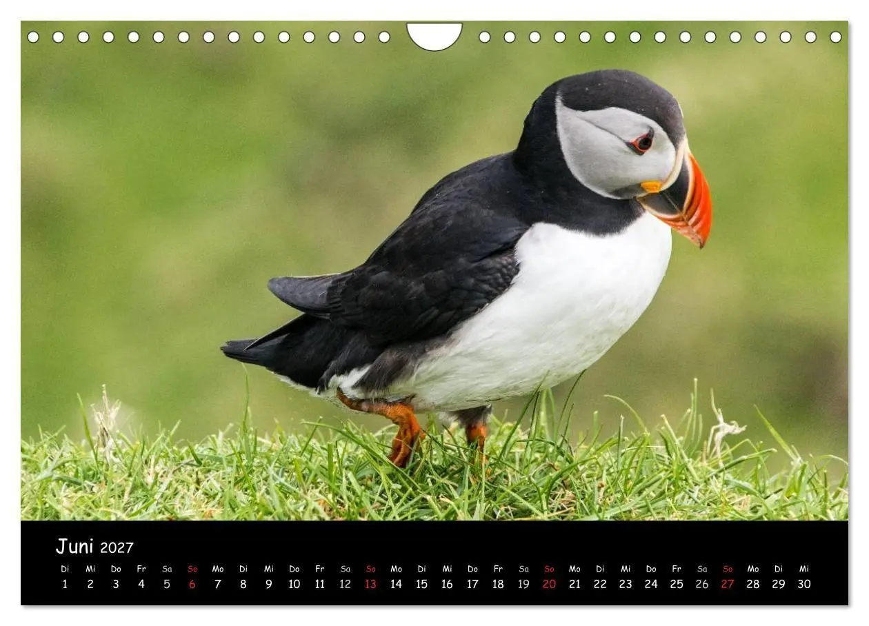 Bild: 9783569956735 | Die Papageientaucher von Mykines (Wandkalender 2027 DIN A4 quer),...