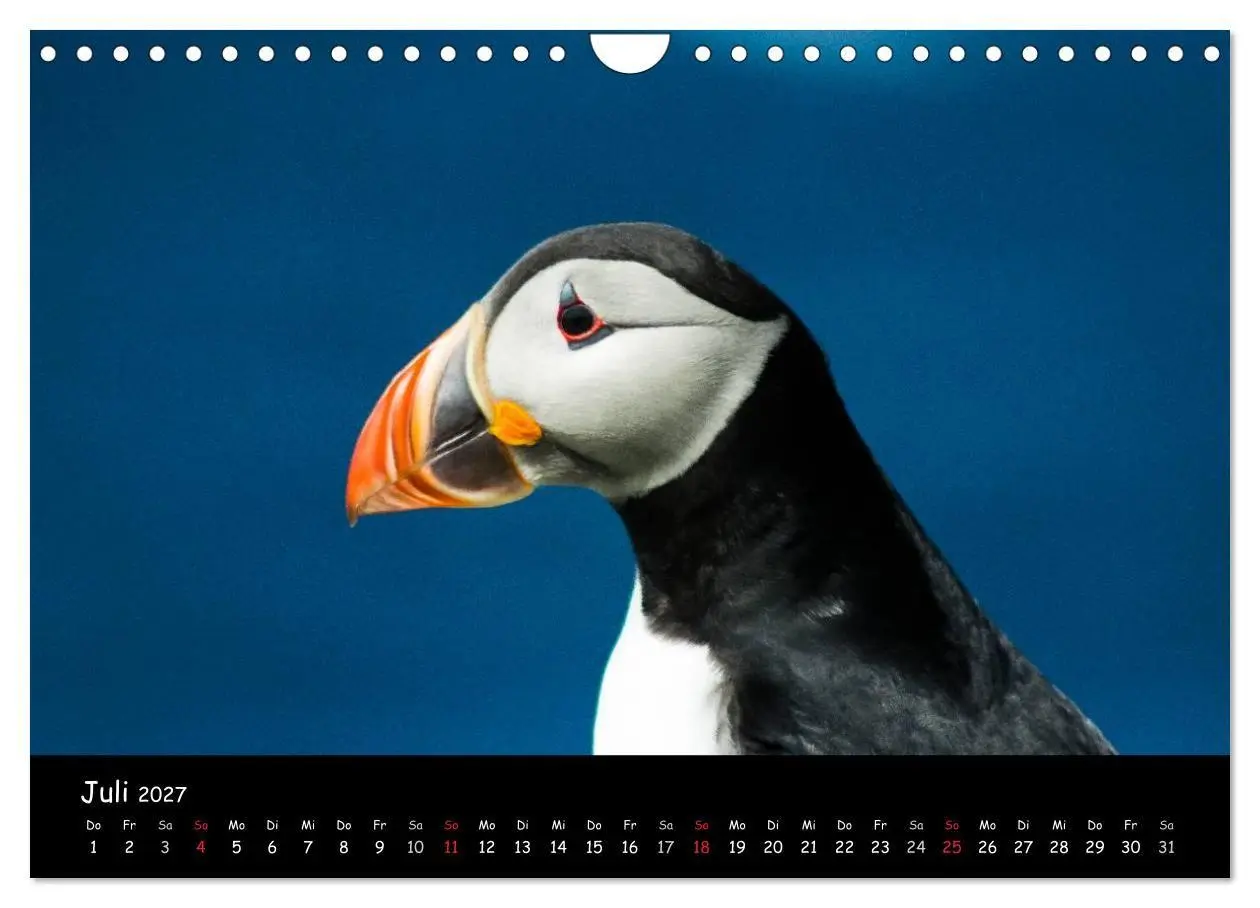 Bild: 9783569956735 | Die Papageientaucher von Mykines (Wandkalender 2027 DIN A4 quer),...