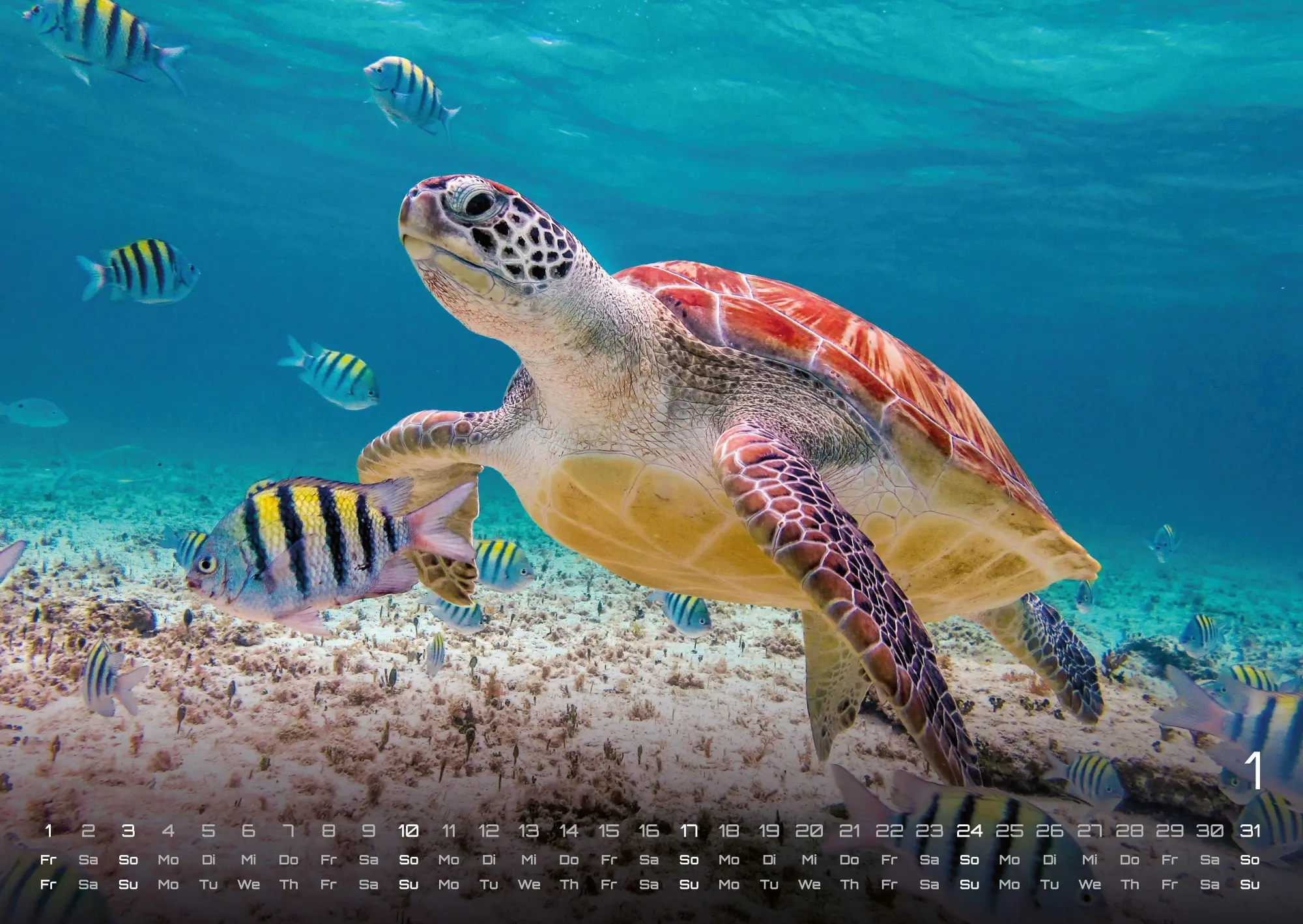 Bild: 9783986736835 | Sealife - verborgene Tiefen - 2027 - Kalender DIN A2 | GP-Fever. de