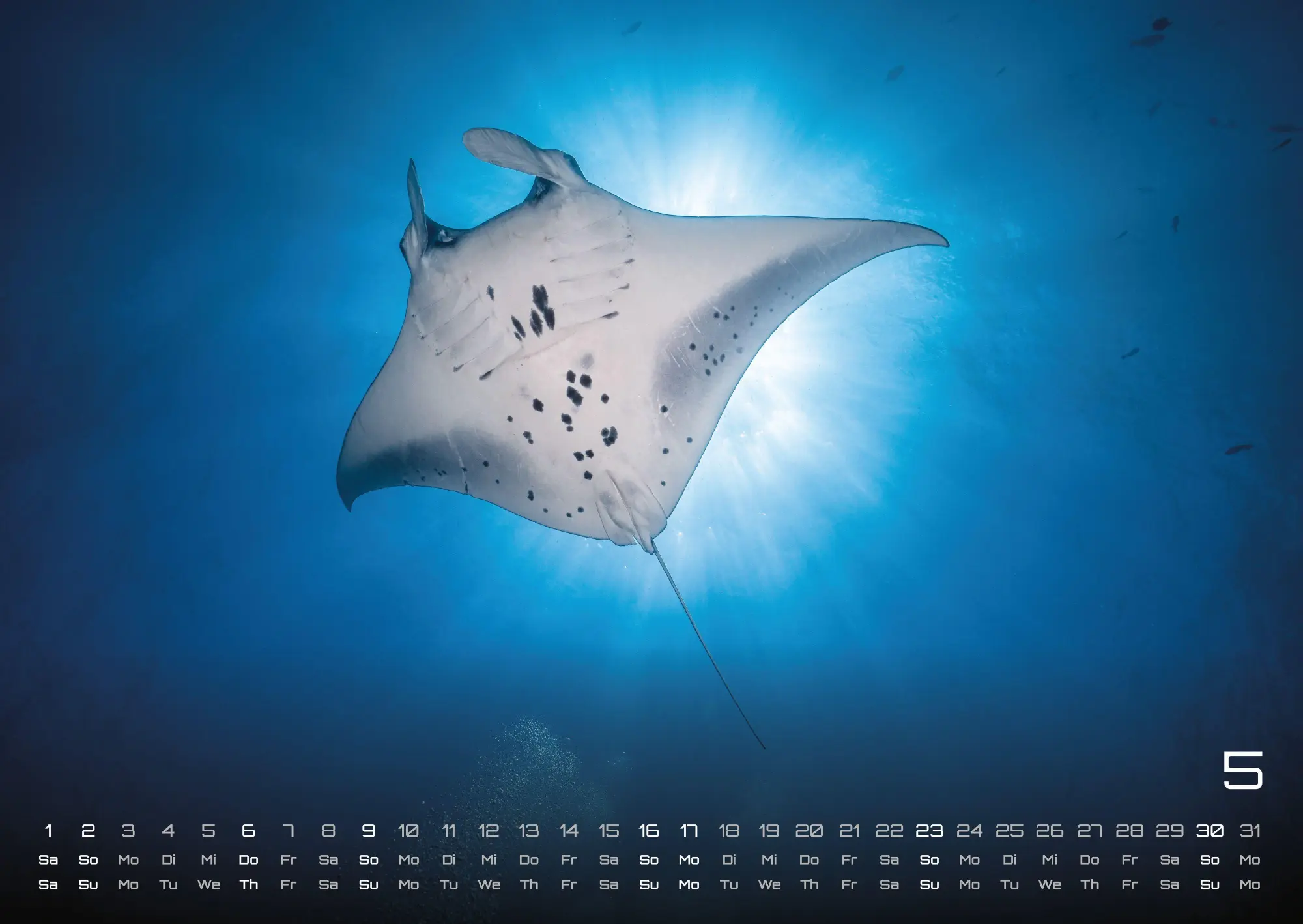 Bild: 9783986736835 | Sealife - verborgene Tiefen - 2027 - Kalender DIN A2 | GP-Fever. de