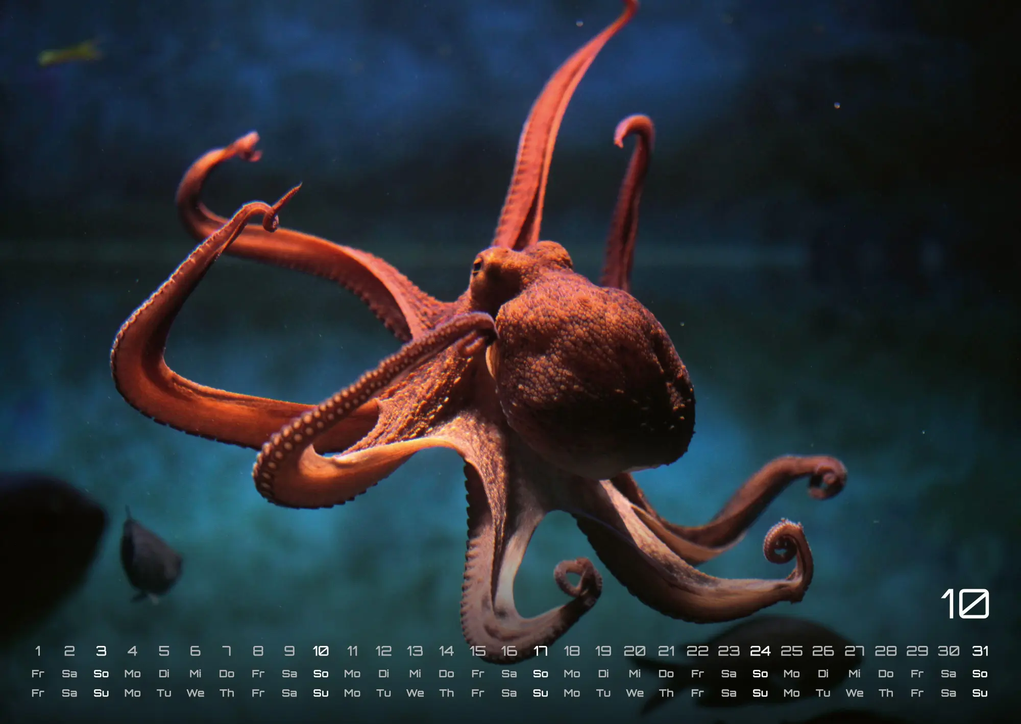 Bild: 9783986736835 | Sealife - verborgene Tiefen - 2027 - Kalender DIN A2 | GP-Fever. de