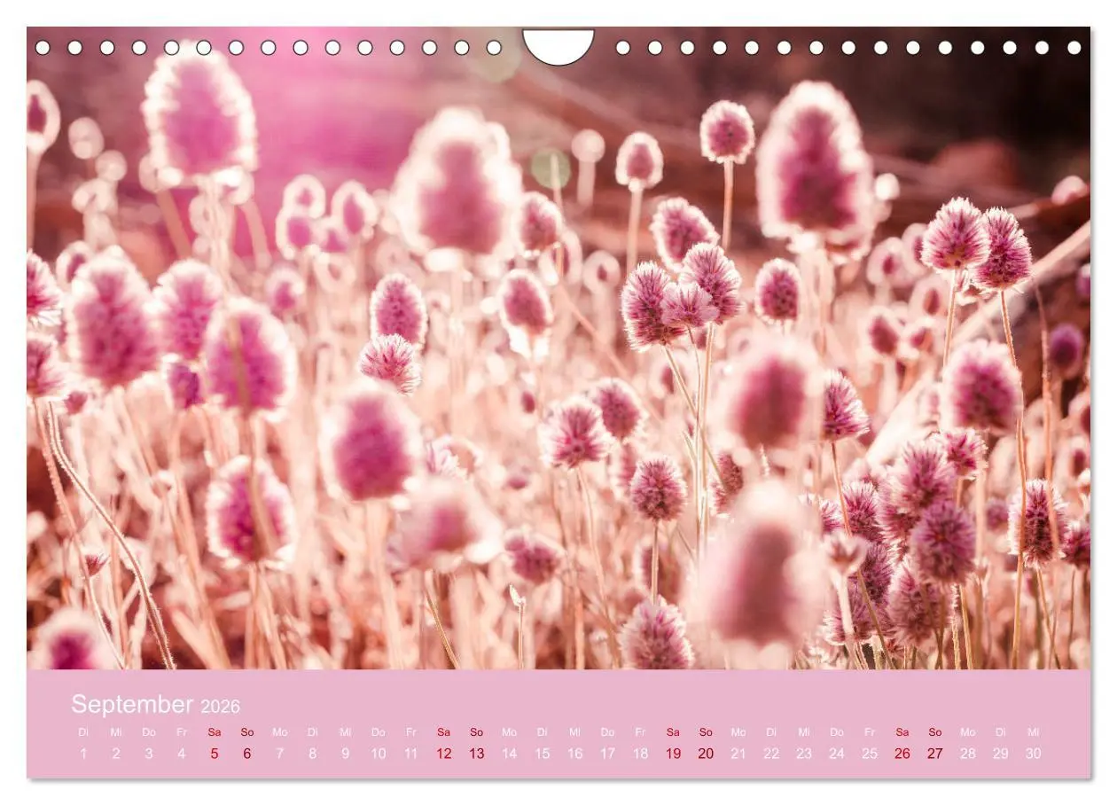 Bild: 9783457887035 | Down Under - Eine Reise durch Australien (Wandkalender 2026 DIN A4...