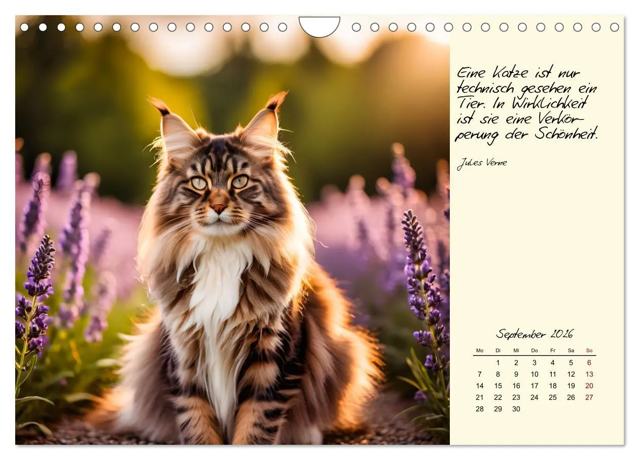 Bild: 9783457307335 | Katzen - Charakter und Schönheit (Wandkalender 2026 DIN A4 quer),...