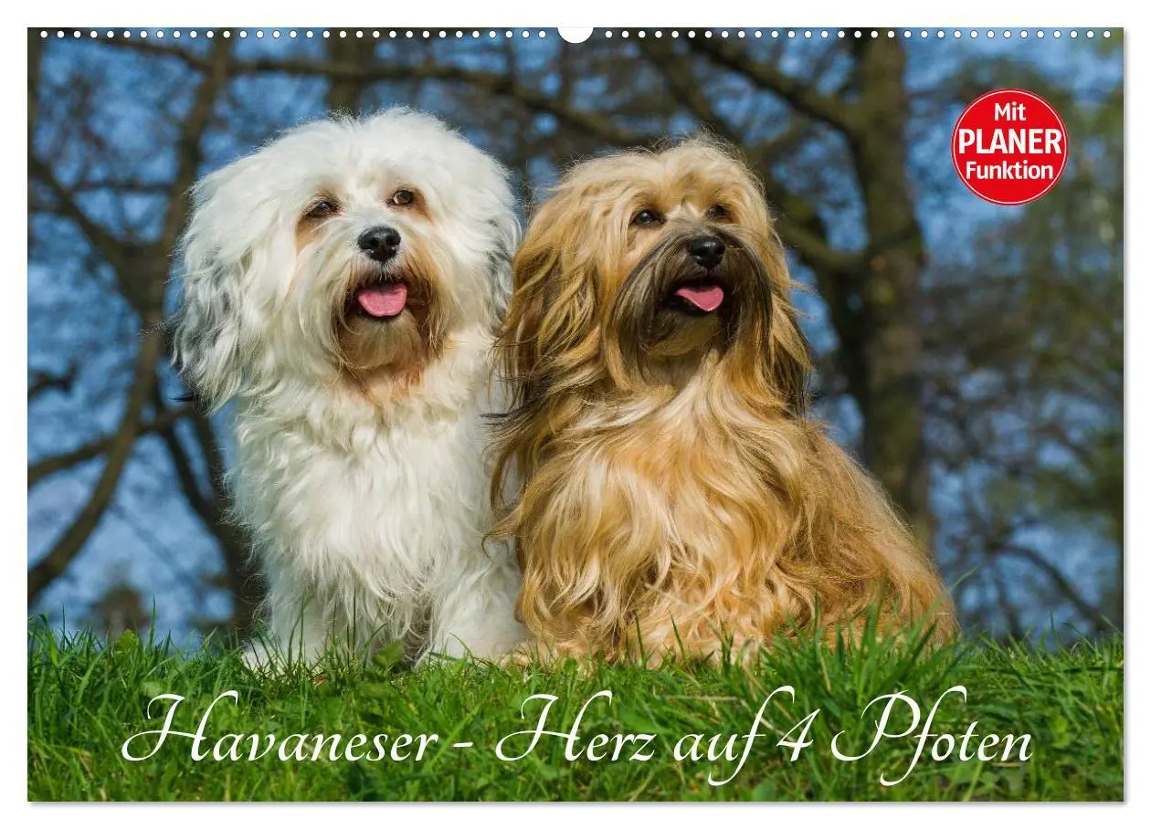 Cover: 9783516007435 | Havaneser - Herz auf 4 Pfoten (Wandkalender 2026 DIN A2 quer),...