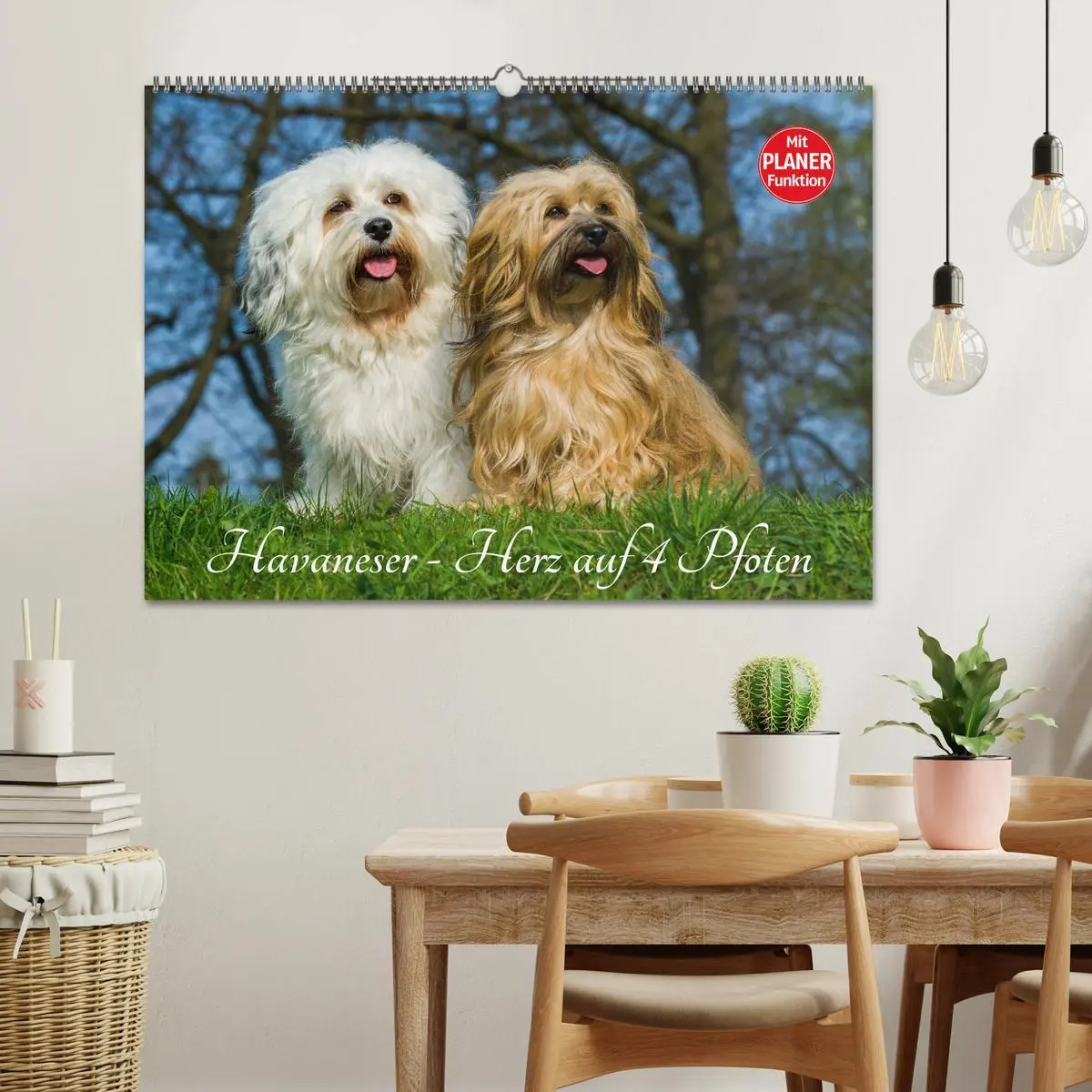 Bild: 9783516007435 | Havaneser - Herz auf 4 Pfoten (Wandkalender 2026 DIN A2 quer),...