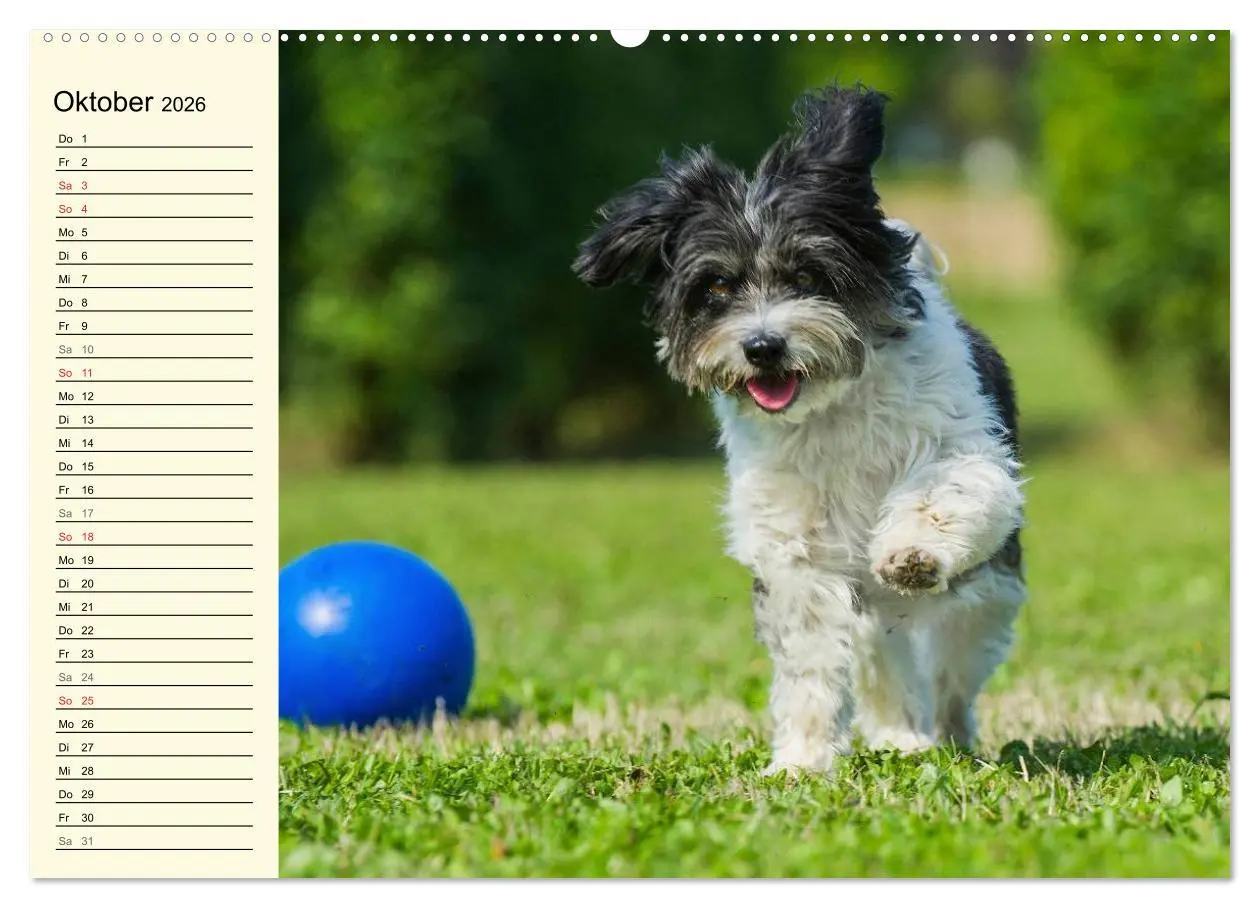 Bild: 9783516007435 | Havaneser - Herz auf 4 Pfoten (Wandkalender 2026 DIN A2 quer),...