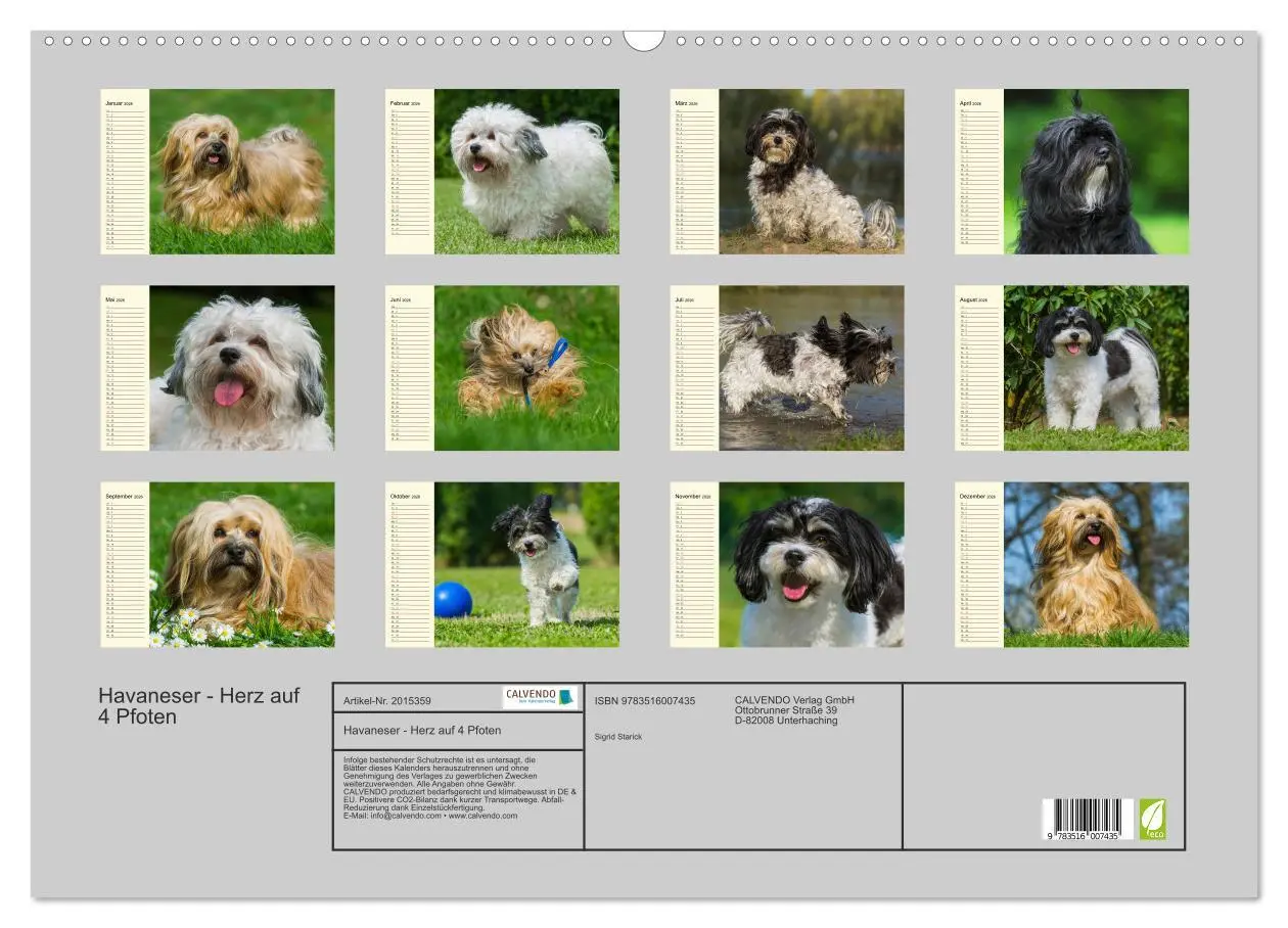 Bild: 9783516007435 | Havaneser - Herz auf 4 Pfoten (Wandkalender 2026 DIN A2 quer),...