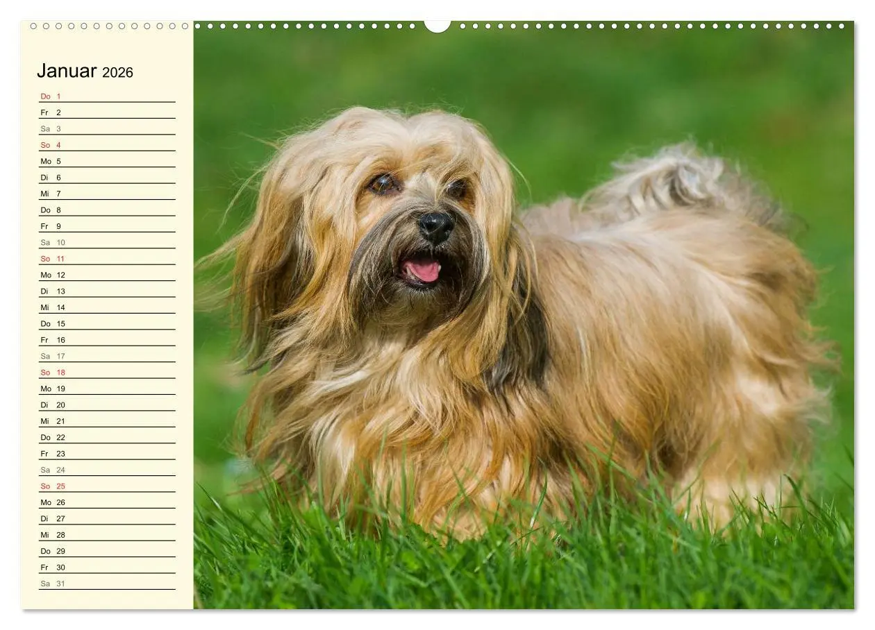Bild: 9783516007435 | Havaneser - Herz auf 4 Pfoten (Wandkalender 2026 DIN A2 quer),...