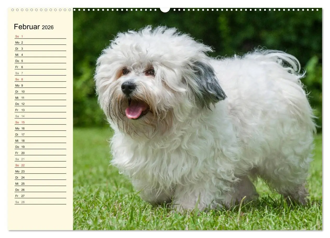 Bild: 9783516007435 | Havaneser - Herz auf 4 Pfoten (Wandkalender 2026 DIN A2 quer),...