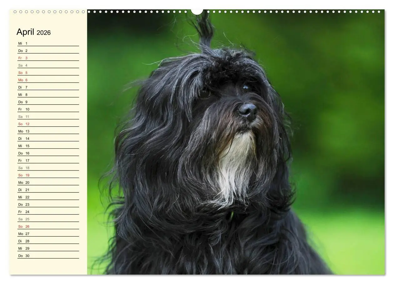 Bild: 9783516007435 | Havaneser - Herz auf 4 Pfoten (Wandkalender 2026 DIN A2 quer),...