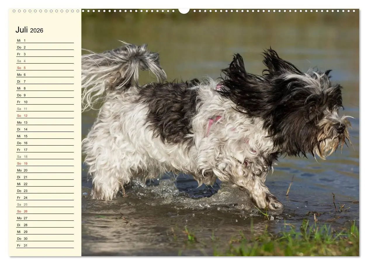 Bild: 9783516007435 | Havaneser - Herz auf 4 Pfoten (Wandkalender 2026 DIN A2 quer),...