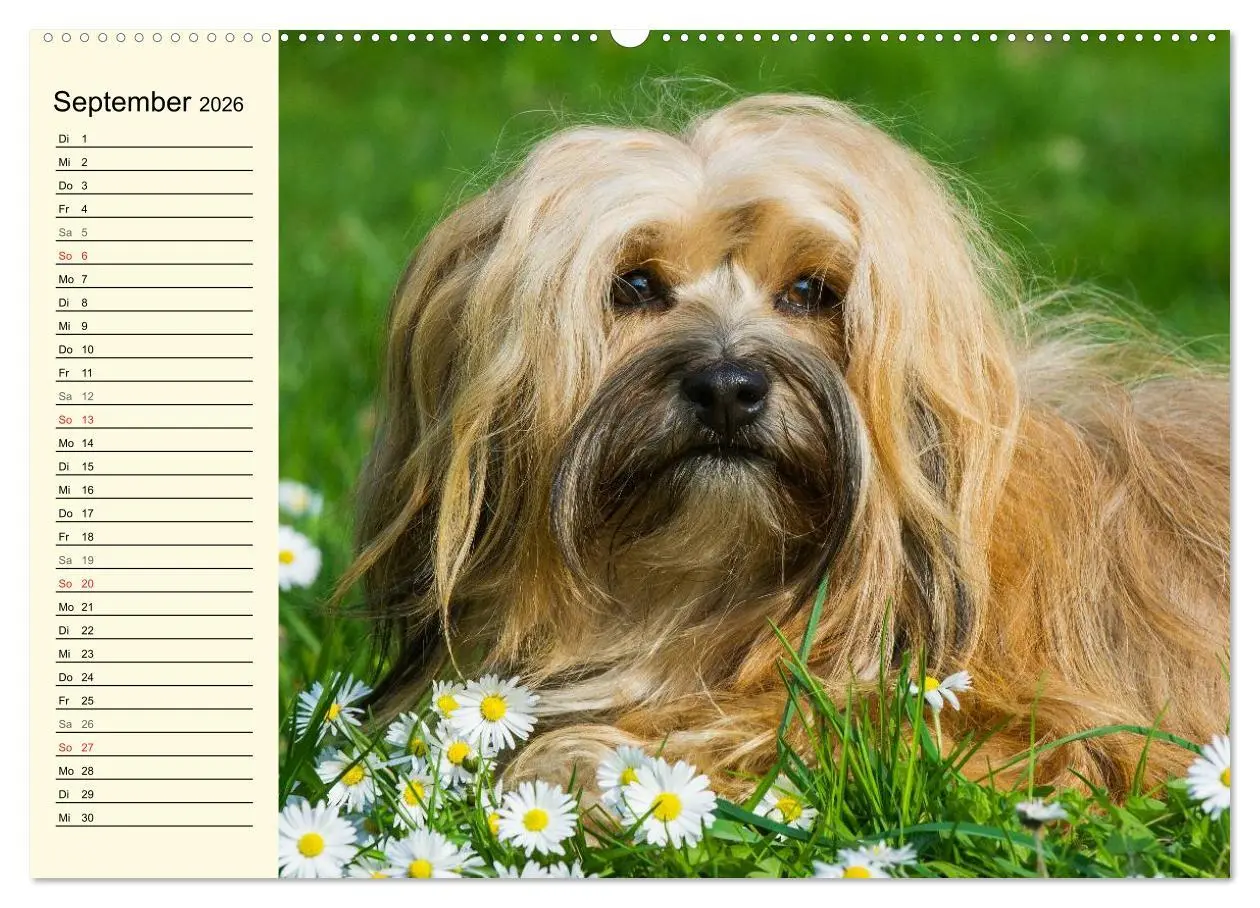 Bild: 9783516007435 | Havaneser - Herz auf 4 Pfoten (Wandkalender 2026 DIN A2 quer),...