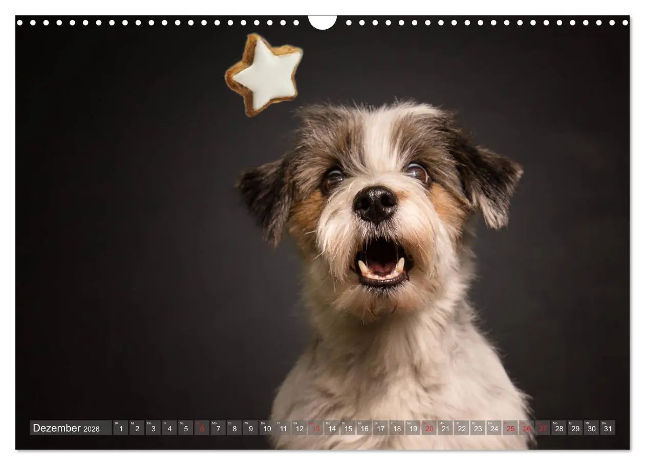 Bild: 9783457837535 | Fang das Leckerlie (Wandkalender 2026 DIN A3 quer), CALVENDO...