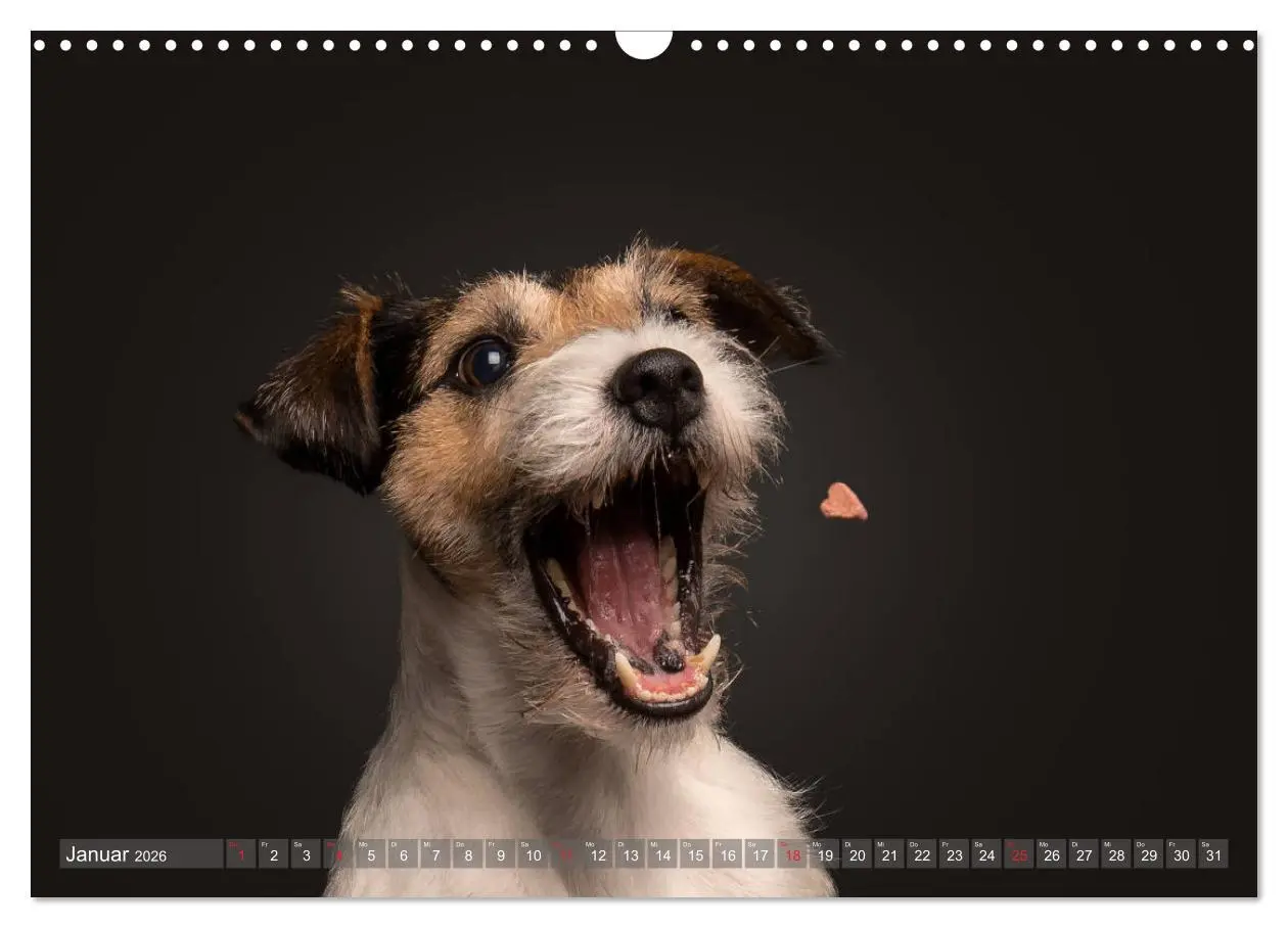 Bild: 9783457837535 | Fang das Leckerlie (Wandkalender 2026 DIN A3 quer), CALVENDO...
