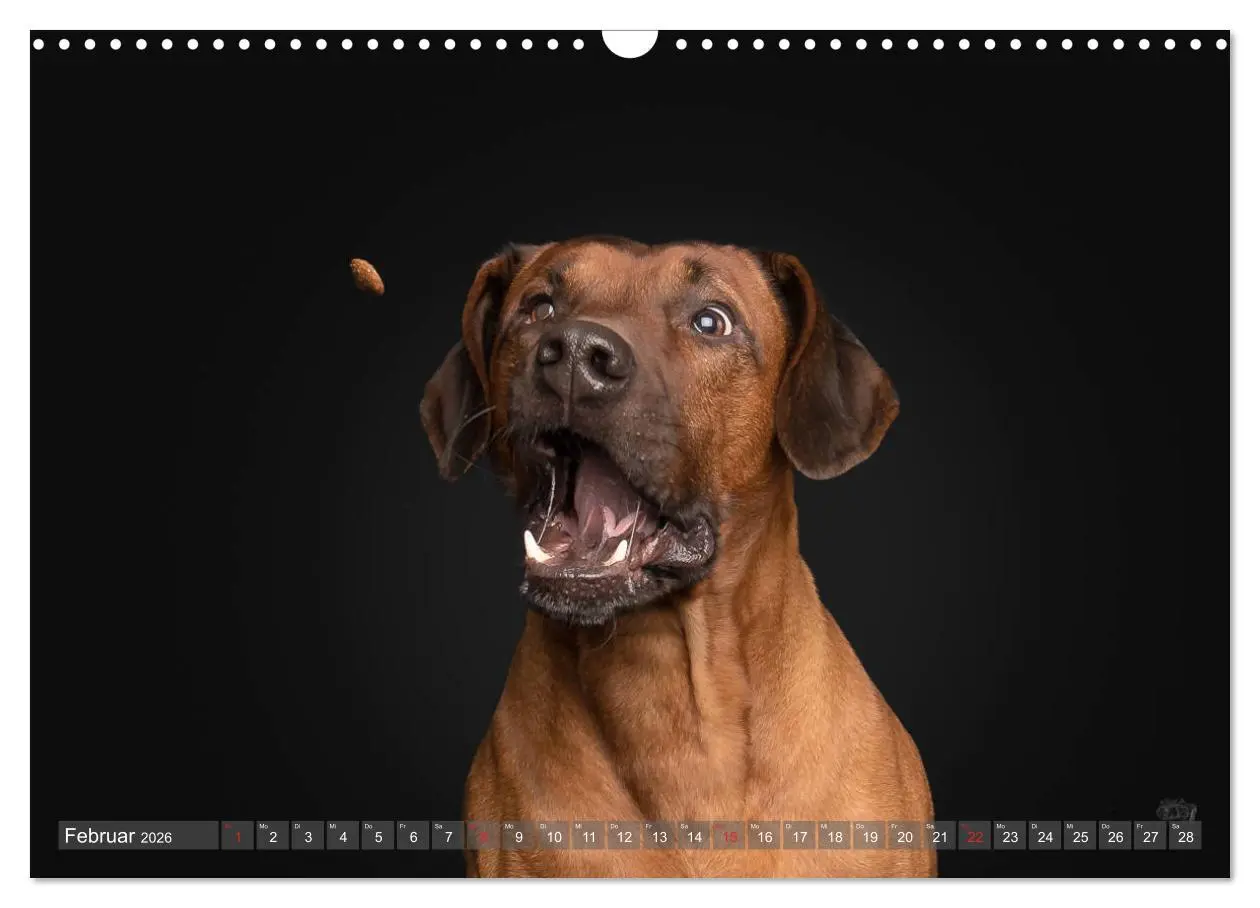 Bild: 9783457837535 | Fang das Leckerlie (Wandkalender 2026 DIN A3 quer), CALVENDO...
