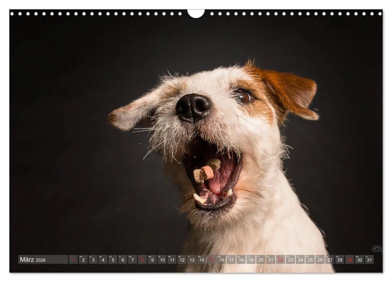 Bild: 9783457837535 | Fang das Leckerlie (Wandkalender 2026 DIN A3 quer), CALVENDO...