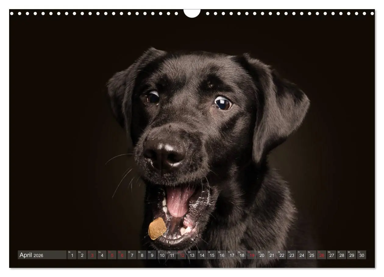 Bild: 9783457837535 | Fang das Leckerlie (Wandkalender 2026 DIN A3 quer), CALVENDO...