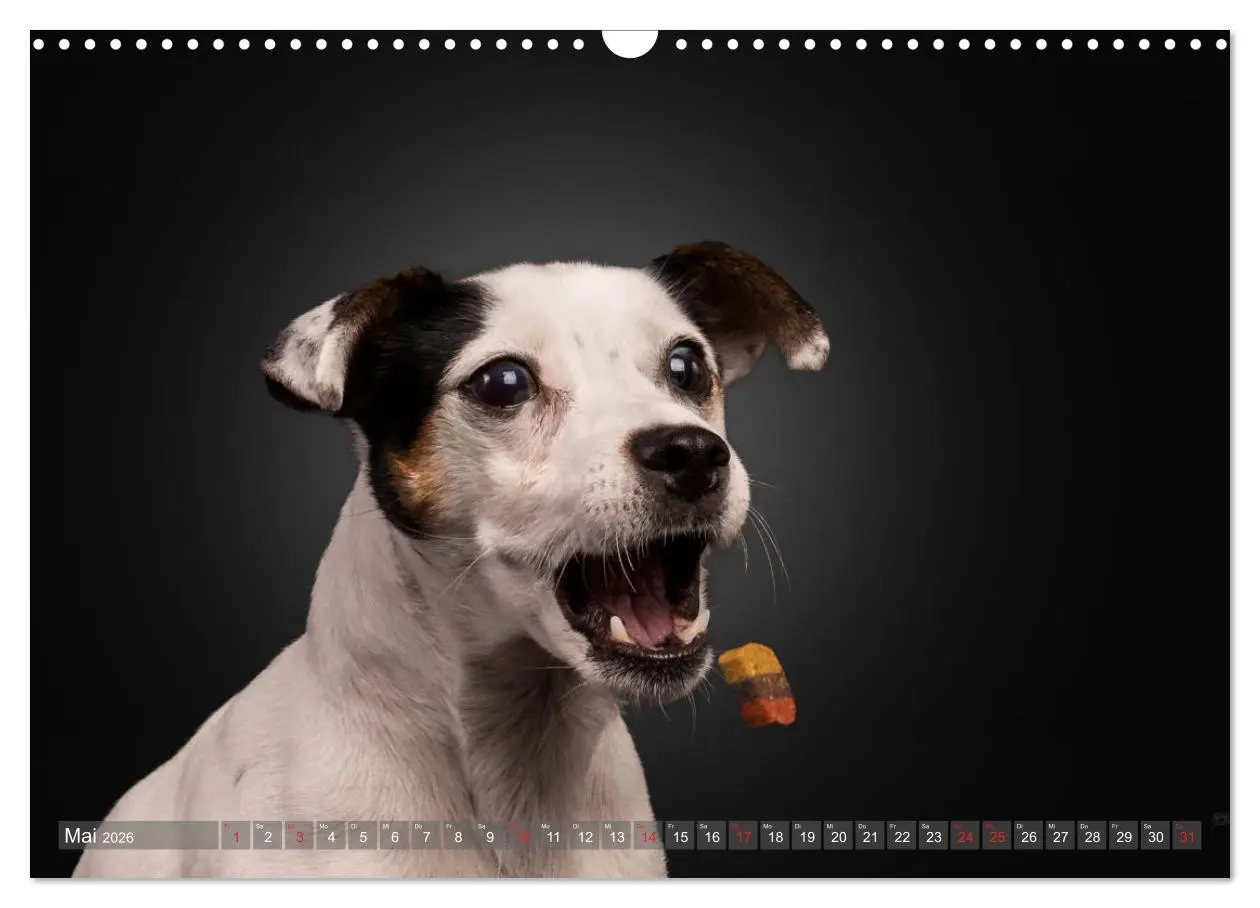 Bild: 9783457837535 | Fang das Leckerlie (Wandkalender 2026 DIN A3 quer), CALVENDO...
