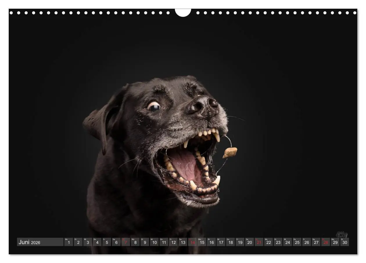 Bild: 9783457837535 | Fang das Leckerlie (Wandkalender 2026 DIN A3 quer), CALVENDO...