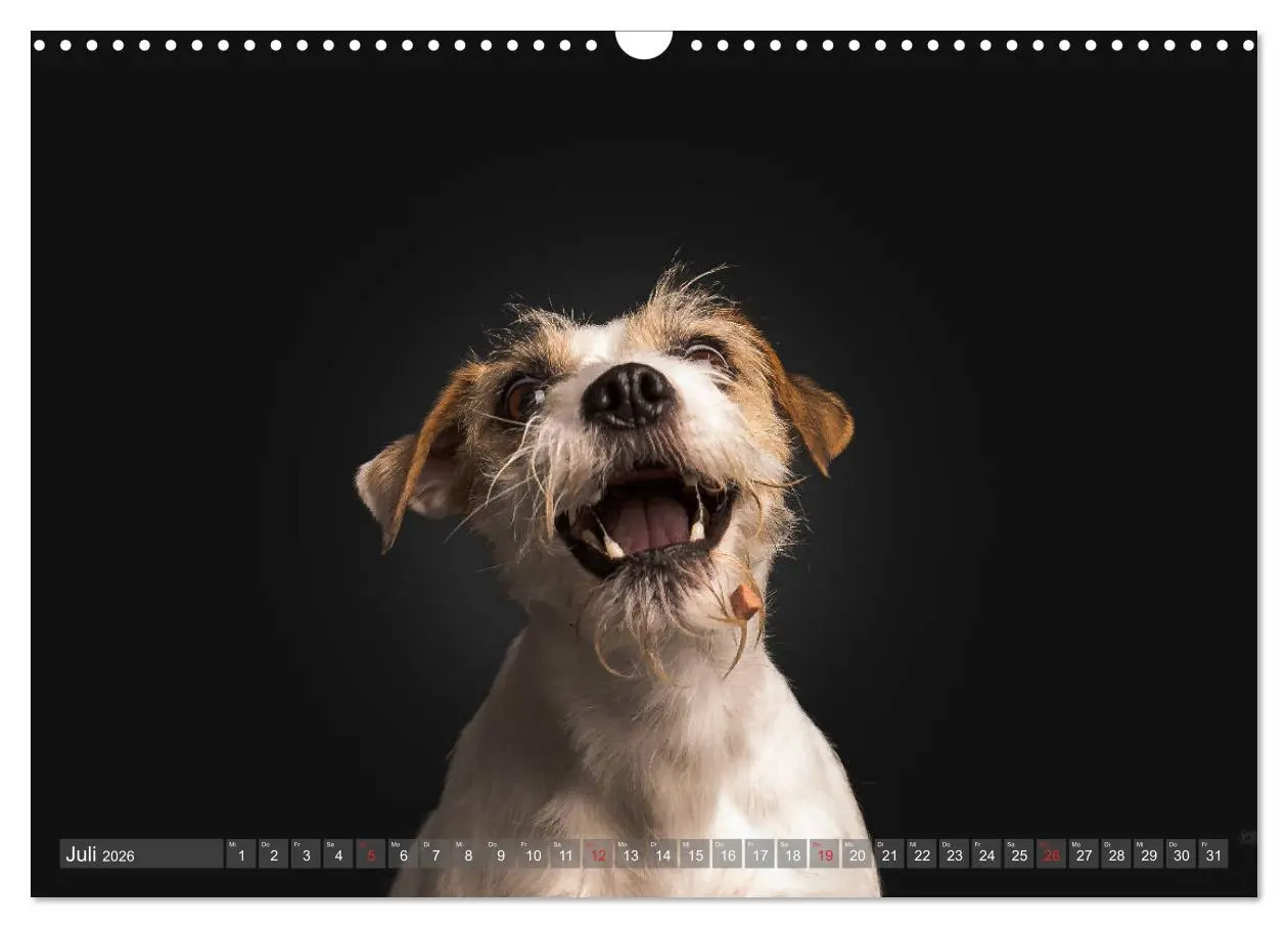 Bild: 9783457837535 | Fang das Leckerlie (Wandkalender 2026 DIN A3 quer), CALVENDO...