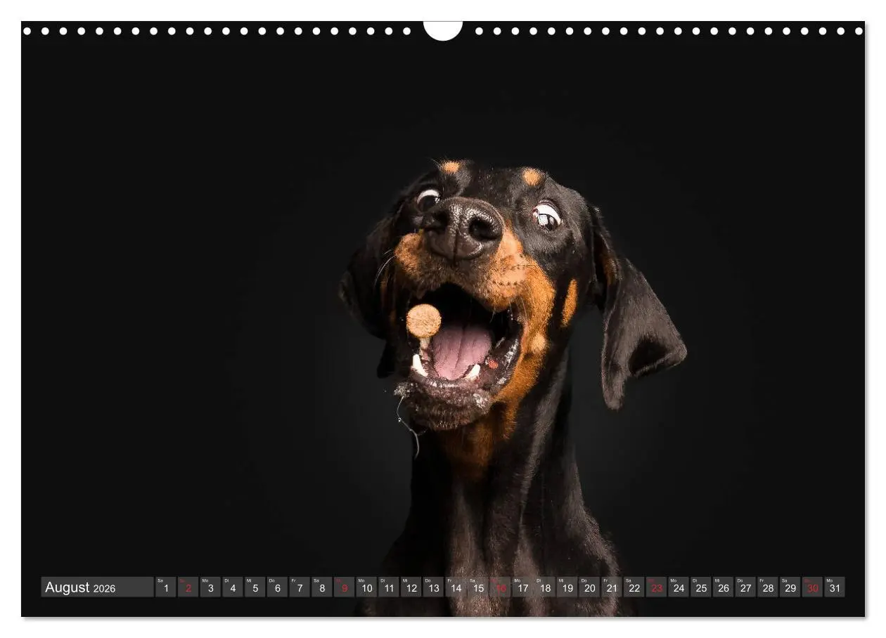 Bild: 9783457837535 | Fang das Leckerlie (Wandkalender 2026 DIN A3 quer), CALVENDO...