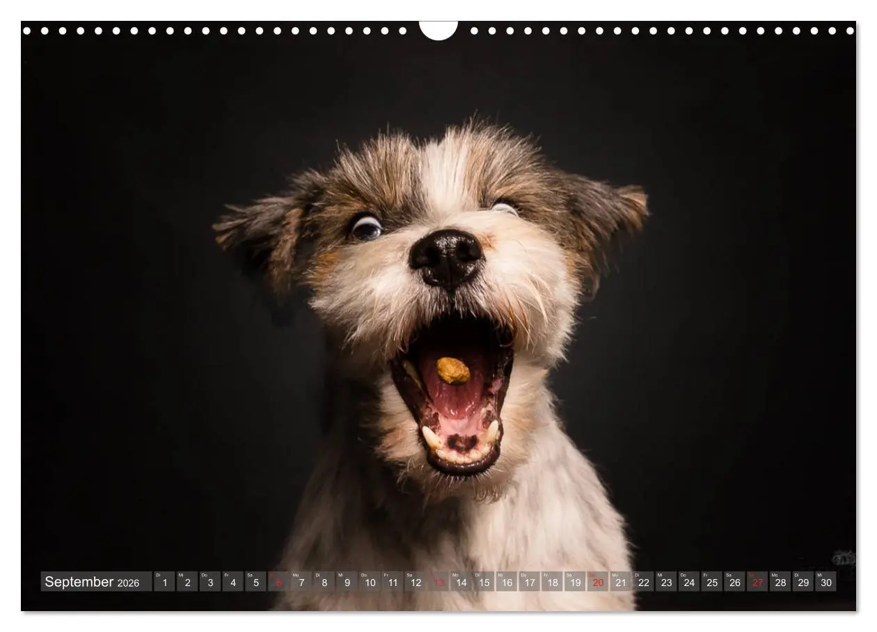 Bild: 9783457837535 | Fang das Leckerlie (Wandkalender 2026 DIN A3 quer), CALVENDO...